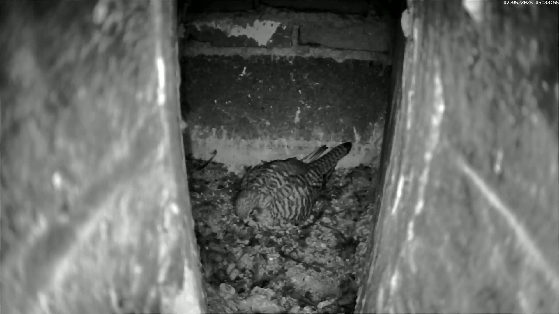 A small, striped bird sits nestled in a dark, earthy cavity within a stone structure.