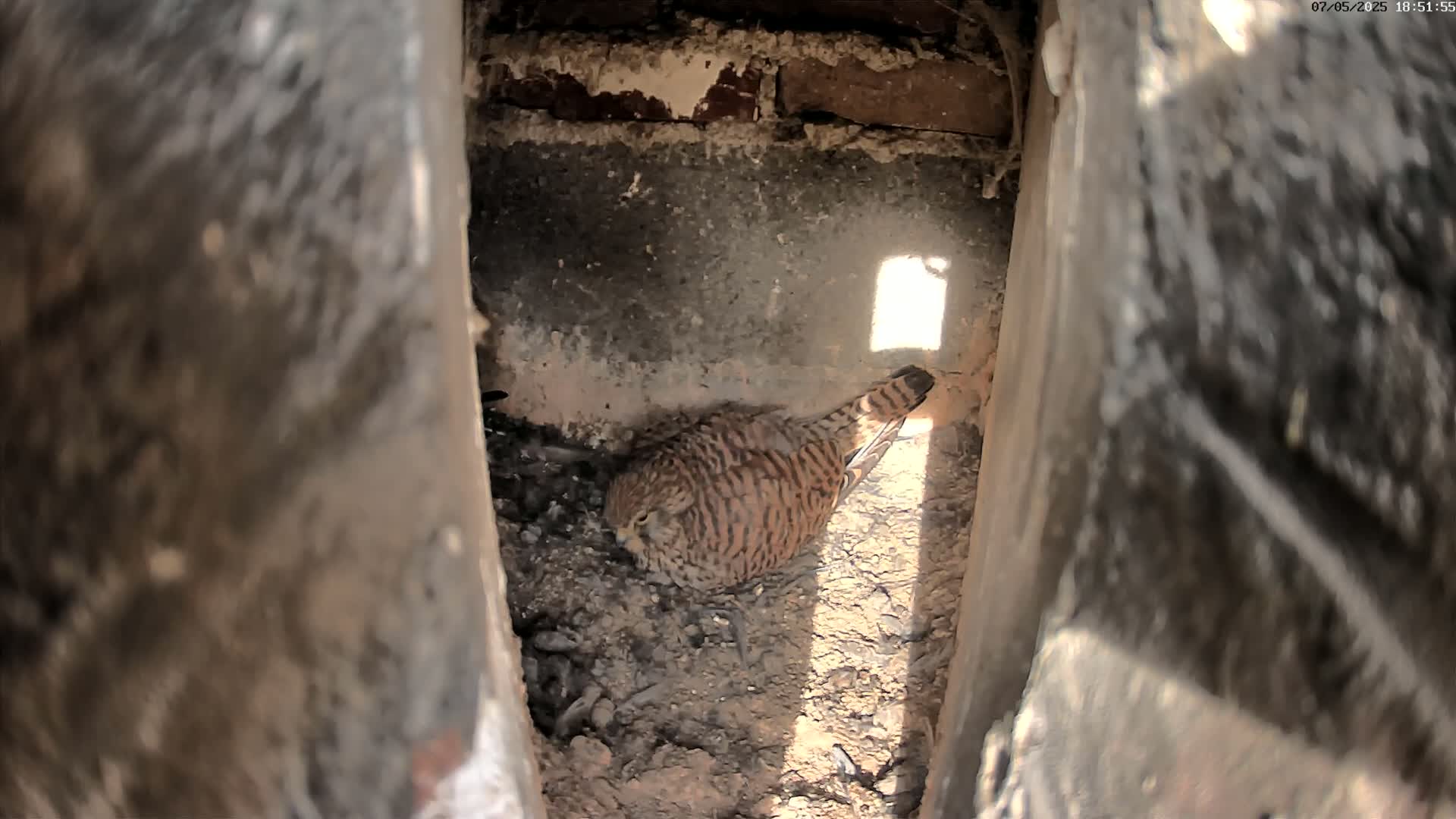A small, brown and tan bird sits nestled in a dark, earthy crevice between two large, dark objects, sunlight illuminating part of the space.