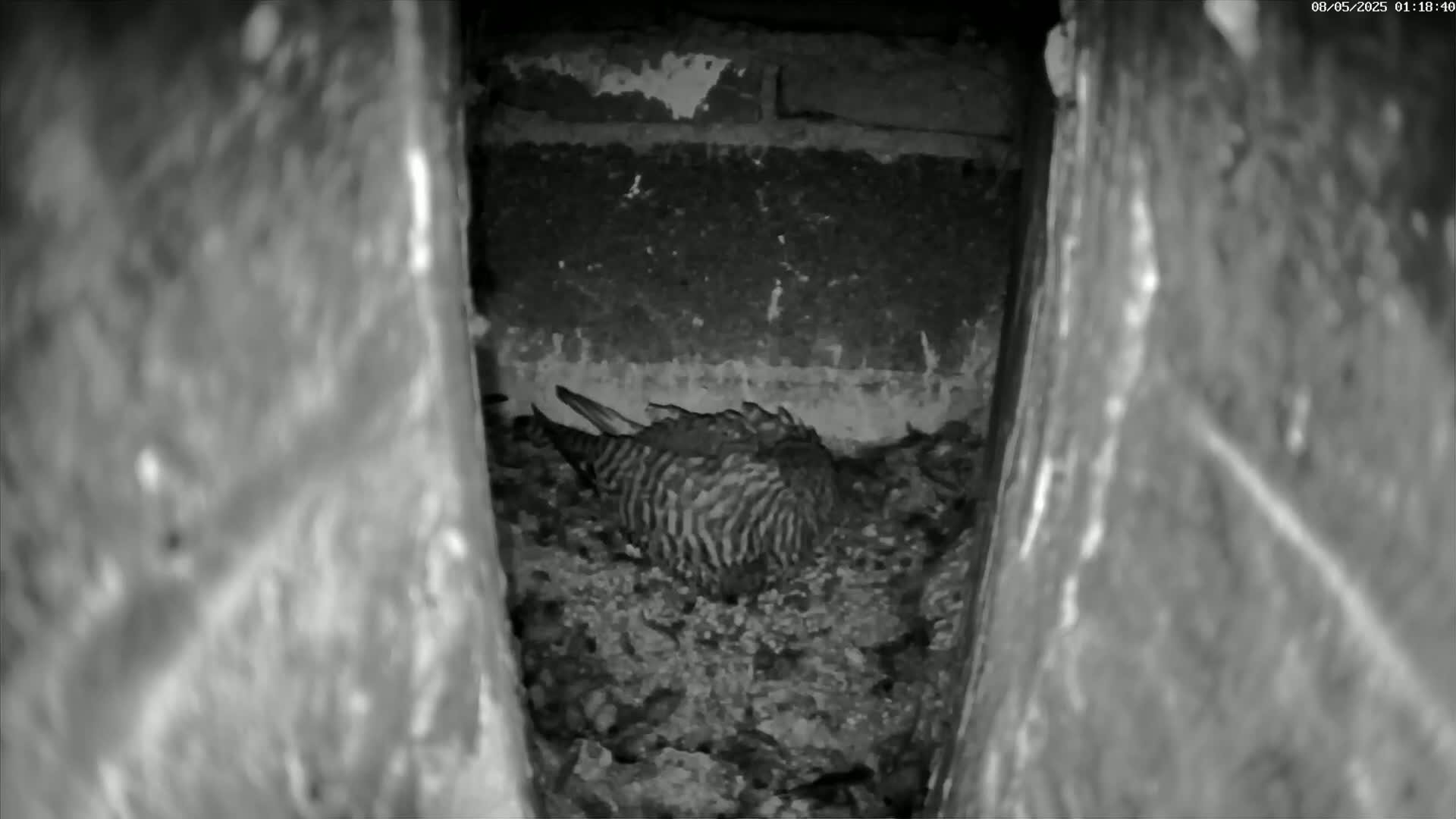 A striped bird rests in a nest within a dark, stone alcove.