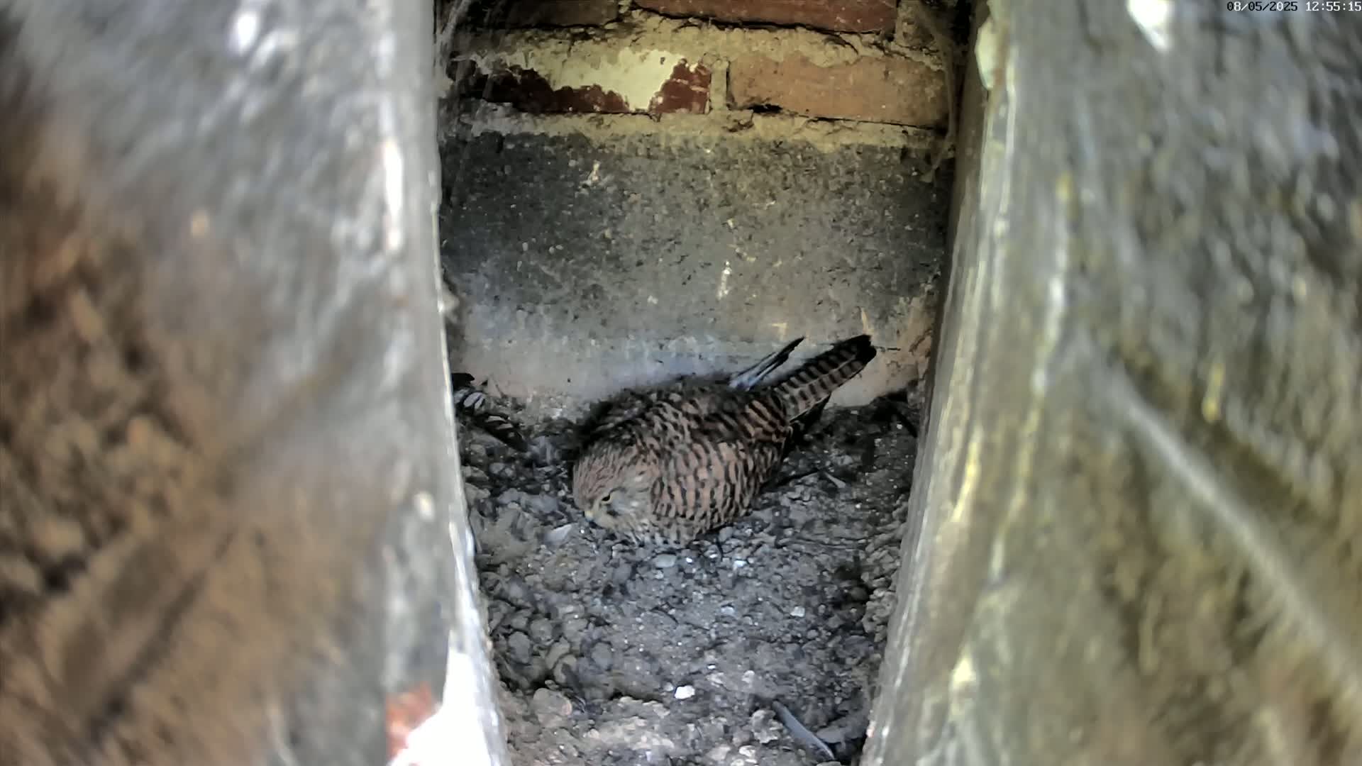 A small brown and tan bird sits on a pile of dirt in a narrow crevice of a stone structure.