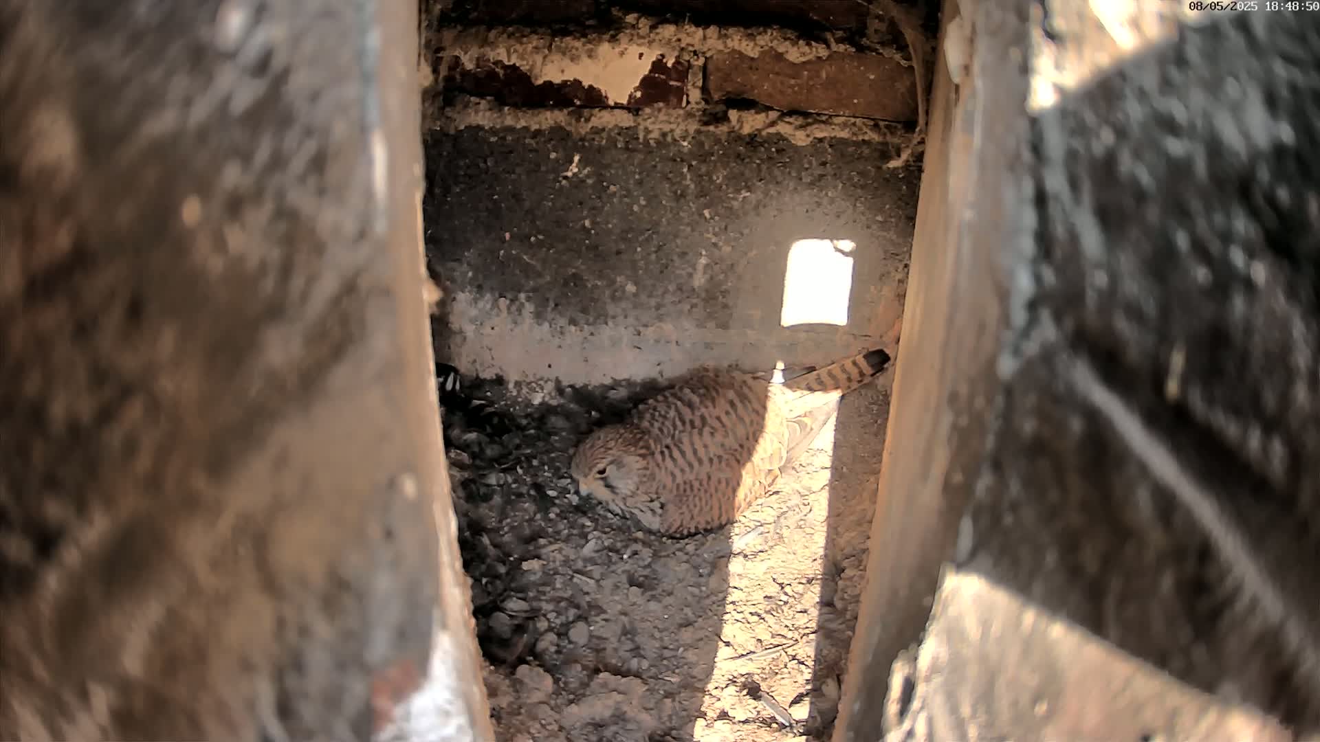 A small, speckled bird sits nestled in a dirt nest within a dark, brick-lined cavity, illuminated by a shaft of sunlight.