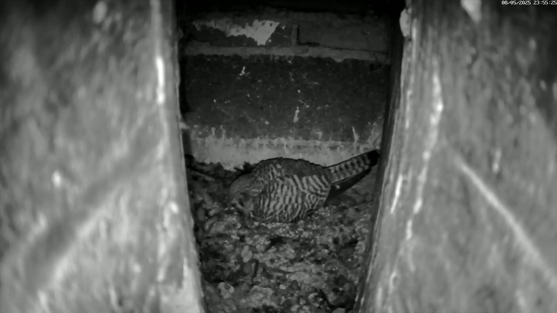 A bird with striped feathers sits nestled in a pile of debris within a dark, narrow crevice.