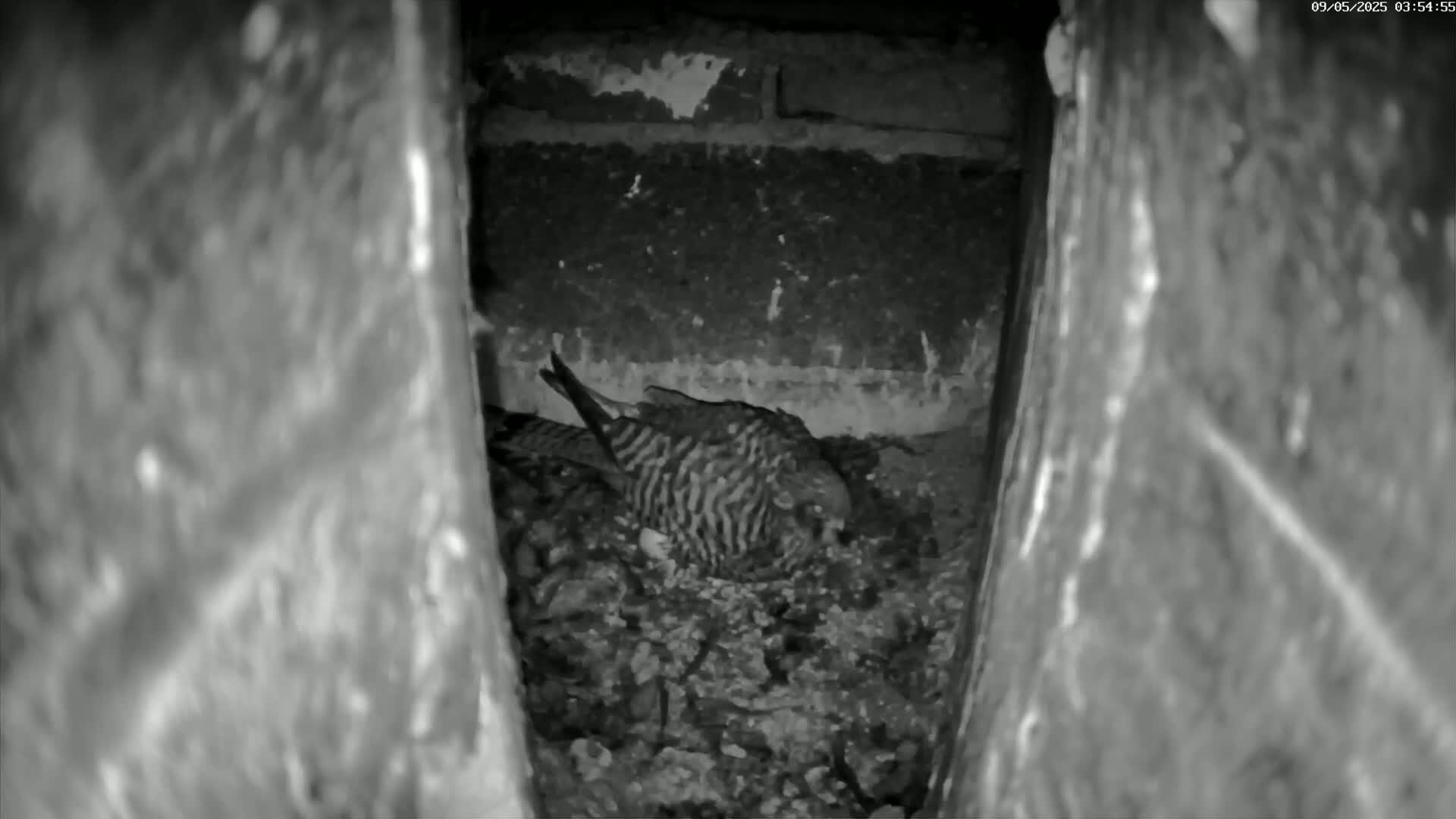 A striped bird sits nestled in a dark, stone cavity.