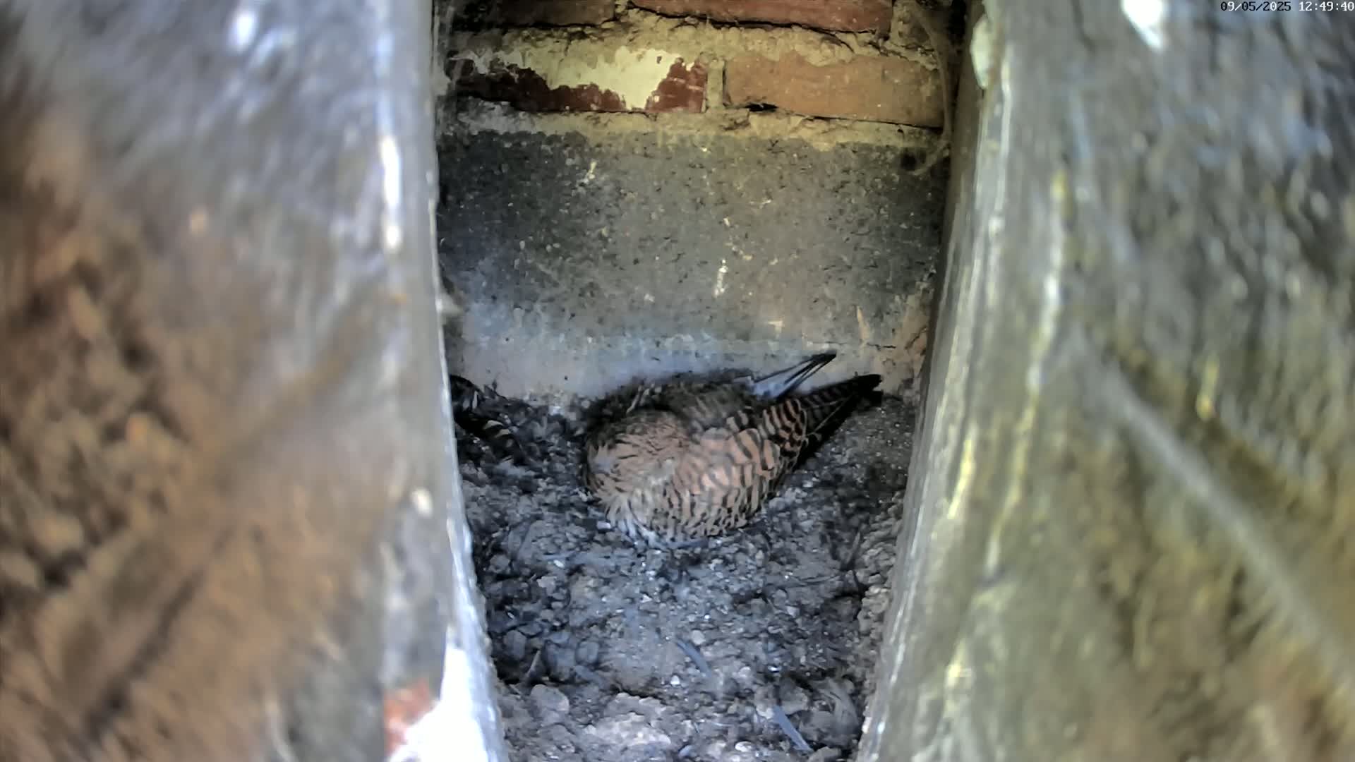 A small, brown and tan bird sits nestled in a dark, earthy nest within a narrow, stone or brick alcove.