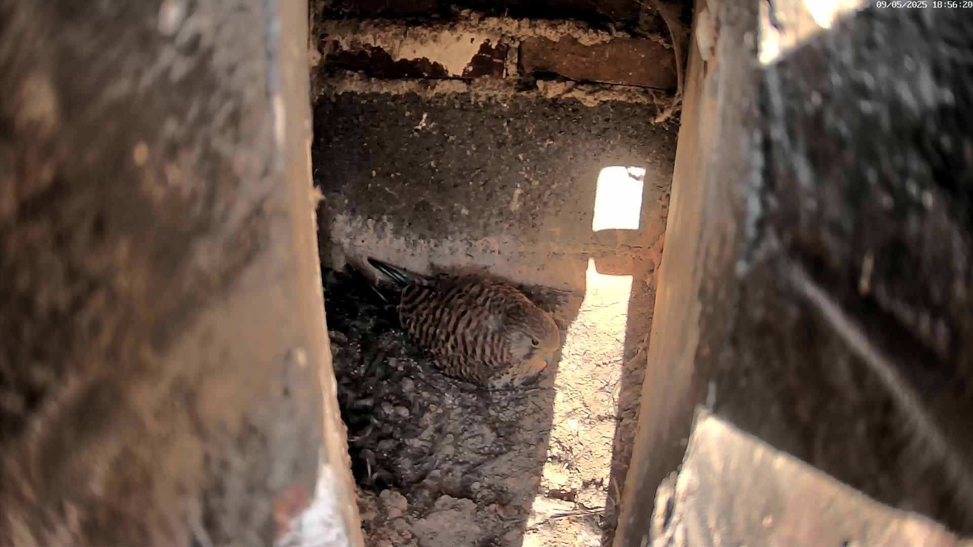 A small, speckled brown bird sits in a nest of dirt inside a brick alcove, sunlight illuminating part of the space.