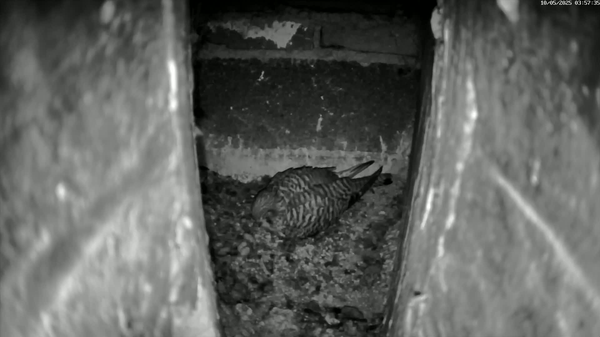 A small, striped bird rests on a bed of dark pebbles in a narrow, stone alcove.