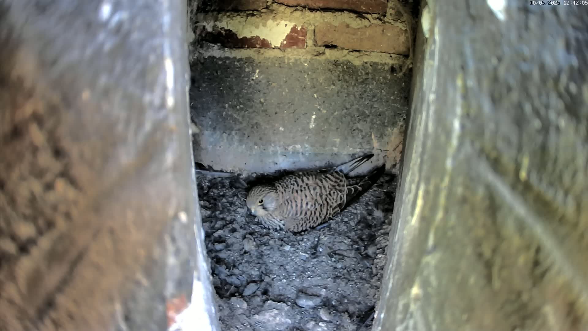 A small, brown and tan bird sits nestled in a dark, dirt-filled crevice between two weathered stone walls.