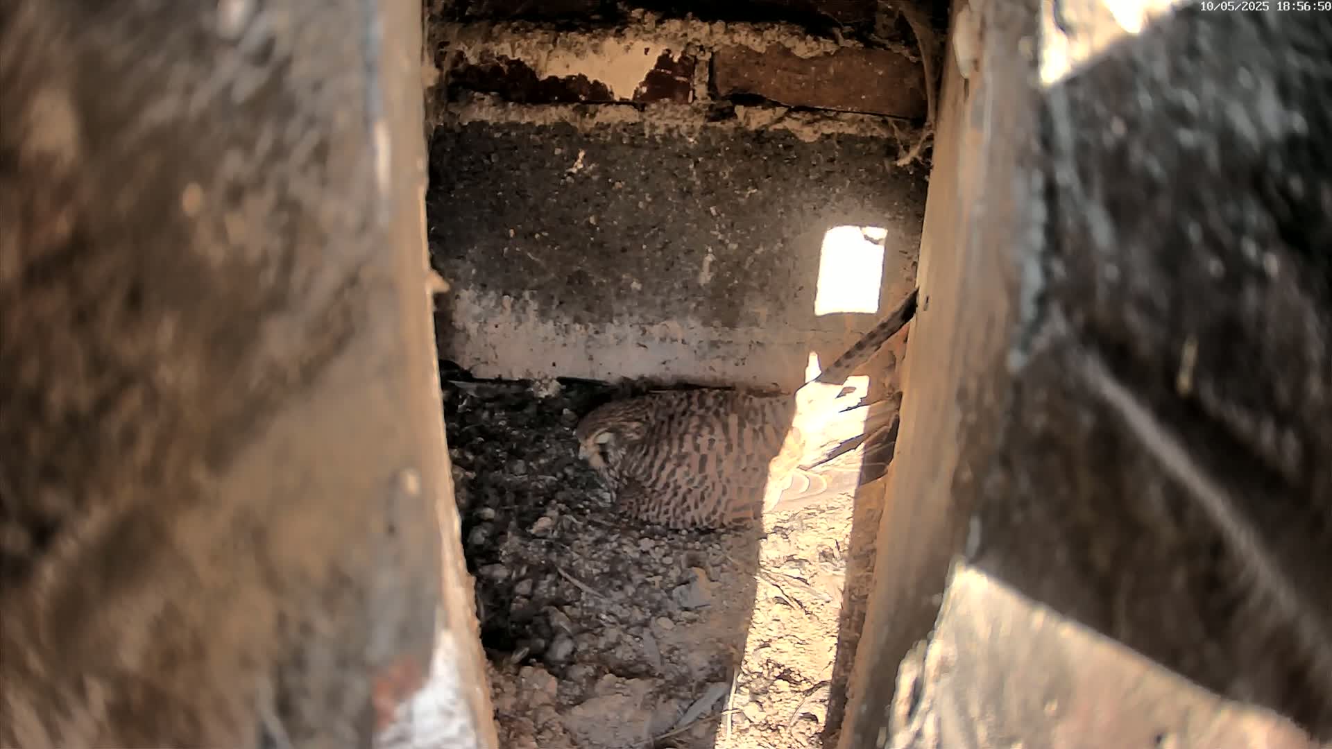 A speckled bird is nestled in a dirt-filled cavity, partially illuminated by sunlight.