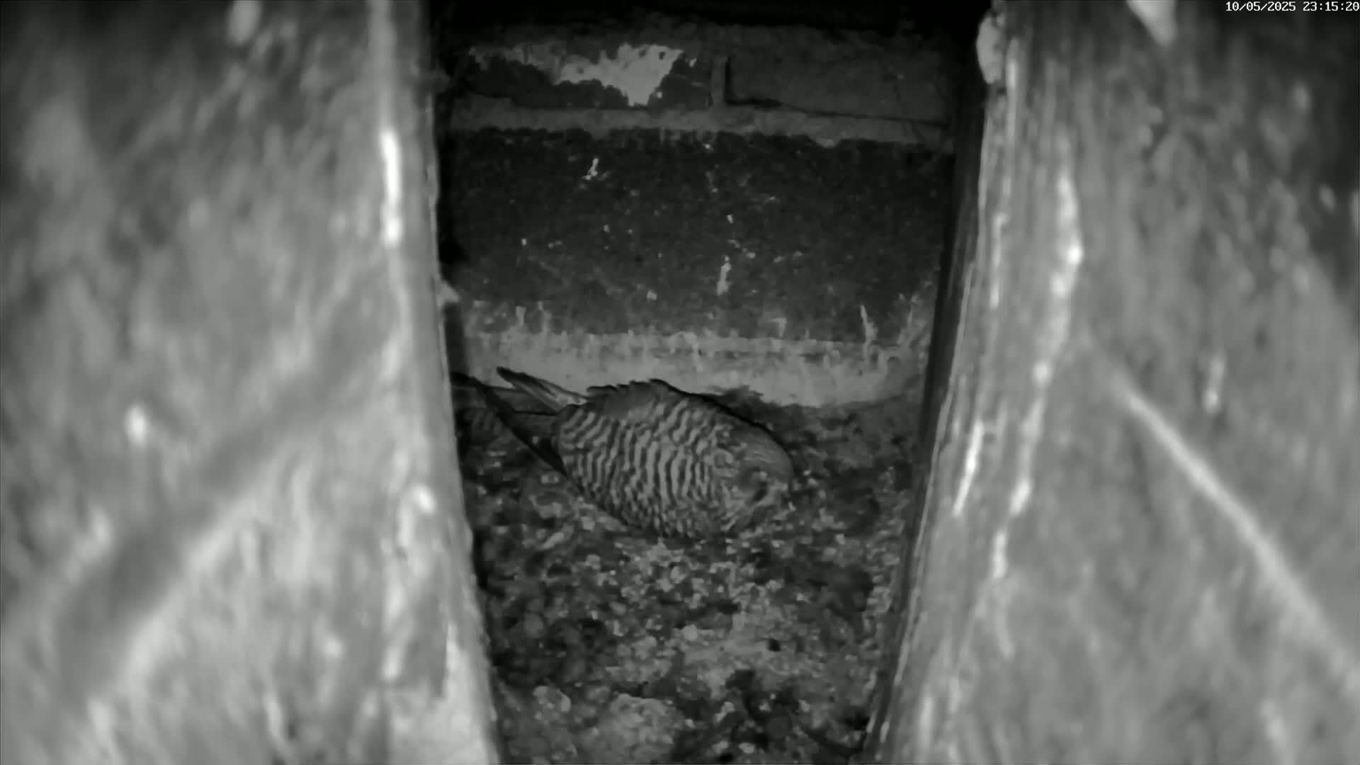 A bird with striped feathers rests on the ground inside a dark, narrow stone cavity at night.