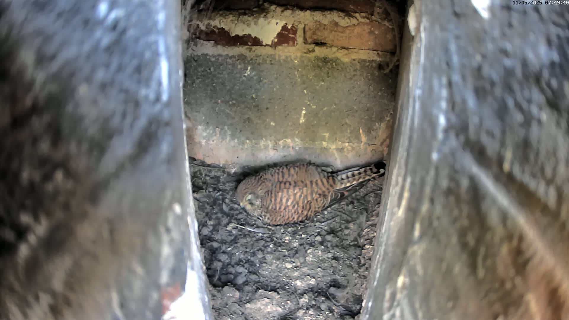 A small, brown and tan bird rests in a nest of dark soil within a narrow, stone cavity.
