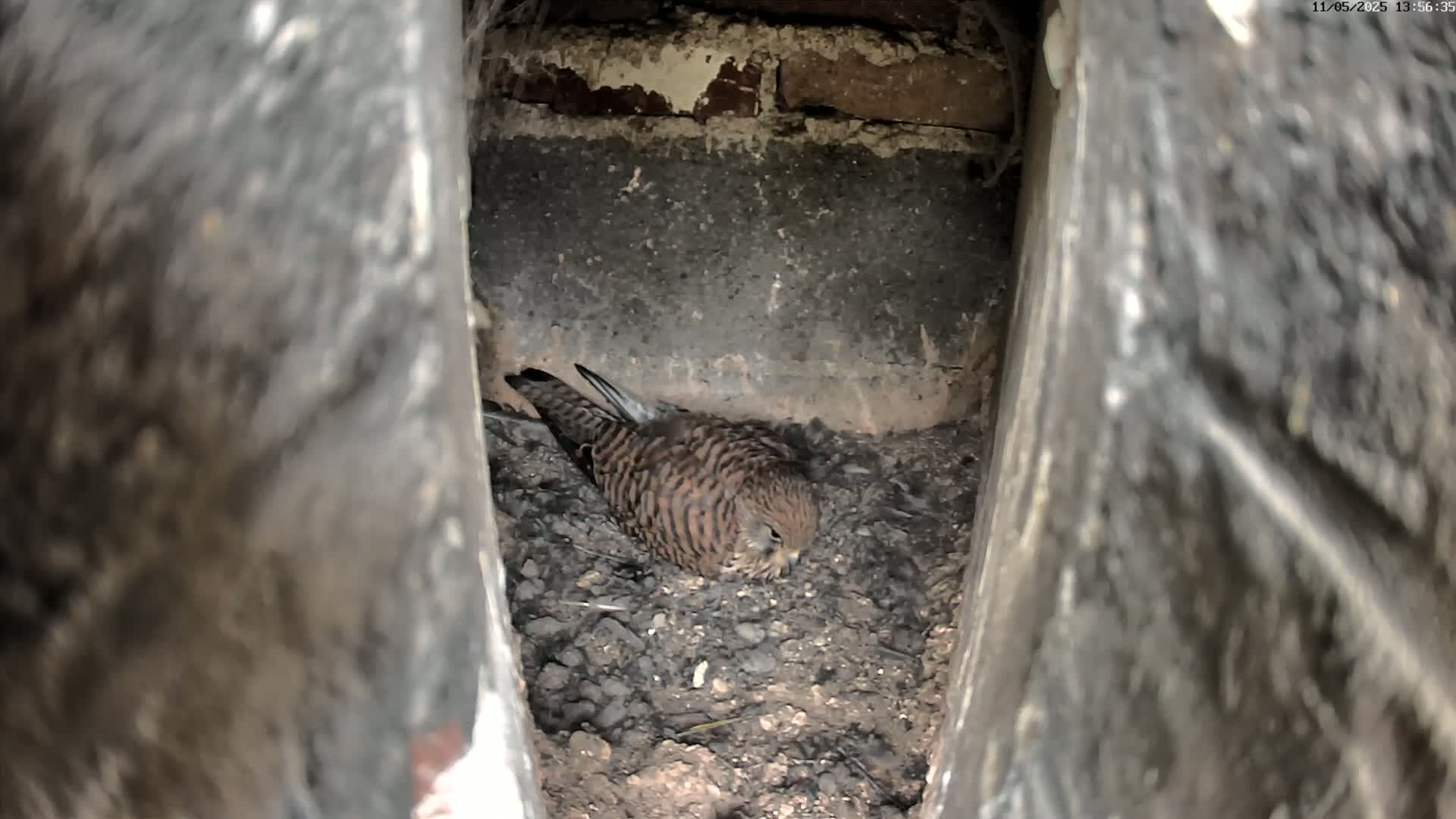 A small brown and tan bird sits in a nest of dirt inside a dark, narrow crevice.