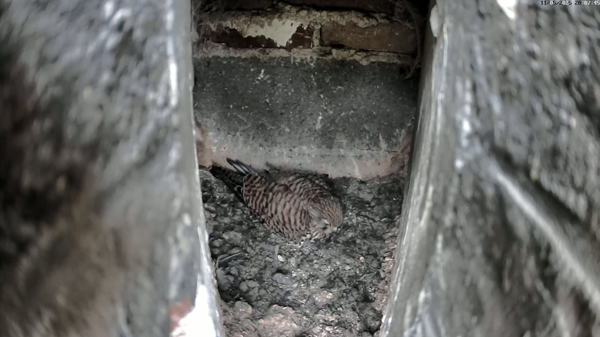 A small brown and tan bird is nestled in a dirt-filled crevice between two concrete walls.