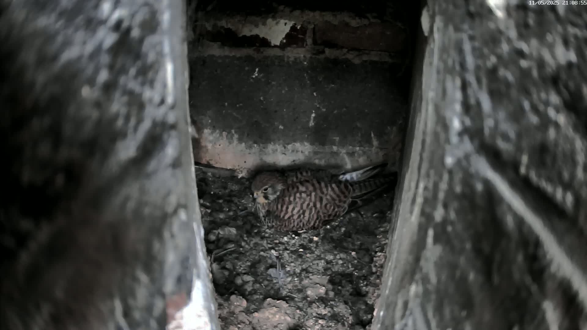 A small, brown and tan bird sits nestled in a dark, dirt-filled crevice between two stone or concrete structures.