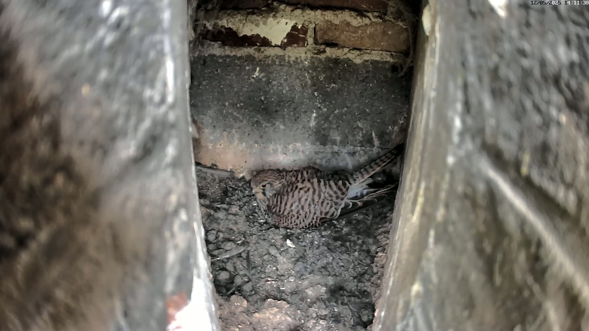 A small, brown and tan bird sits nestled in a dark, earthy crevice within a stone structure.