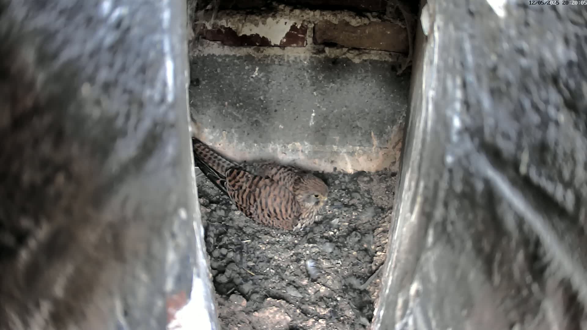 A small, brown and tan bird sits on a bed of dirt in a narrow, dark crevice.