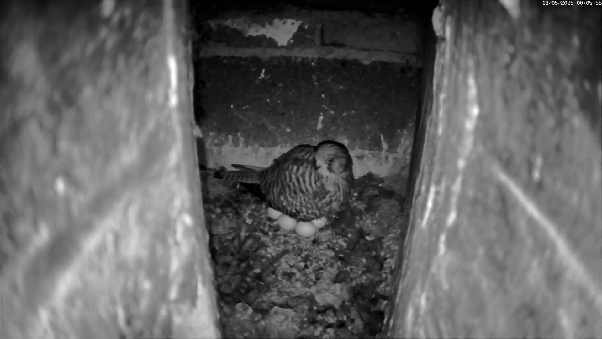 A kestrel sits on a nest of eggs in a dark, brick crevice.