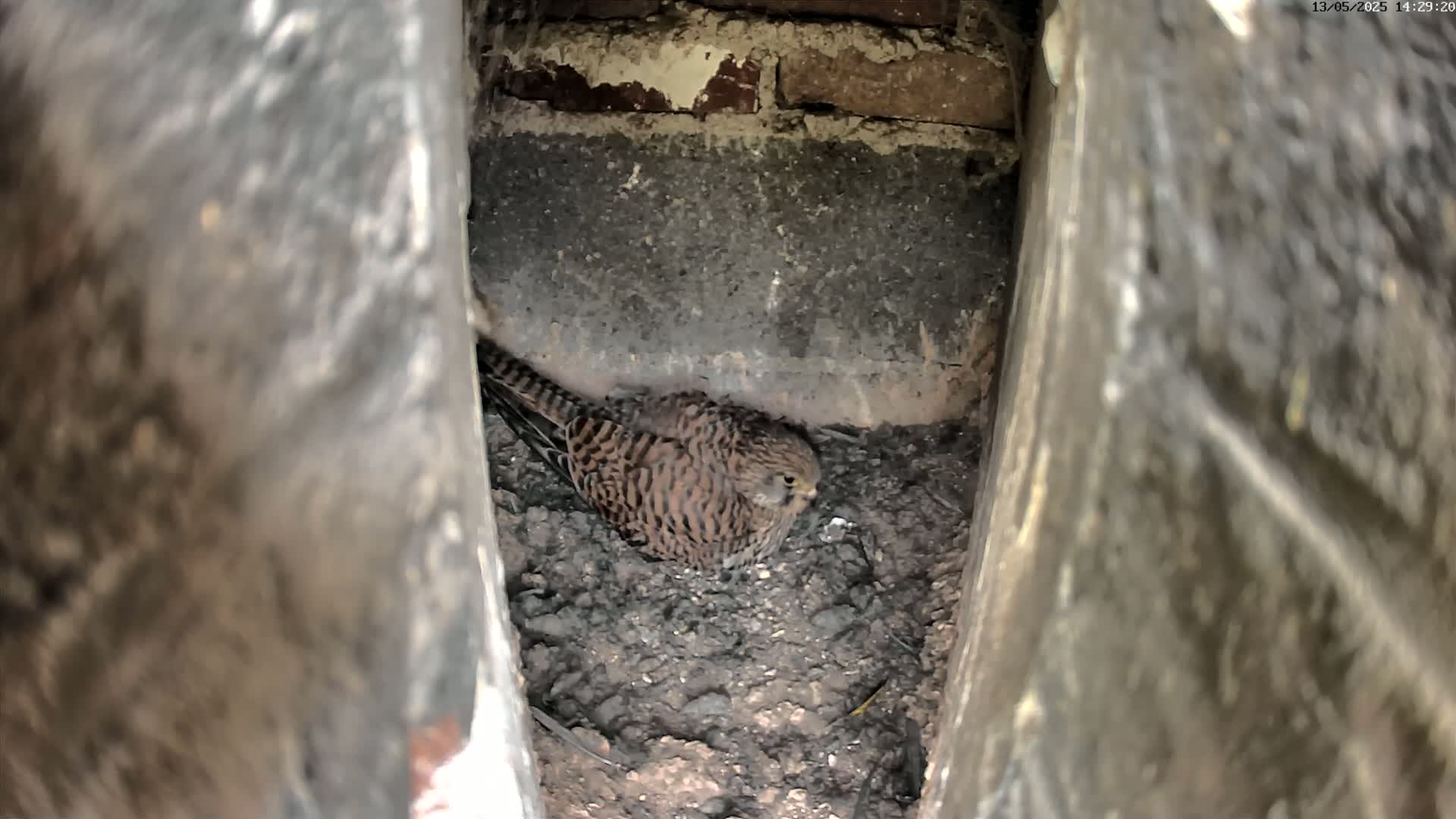 A small, brown and speckled bird sits nestled in a dark, dirt-filled crevice between two stone-like structures.