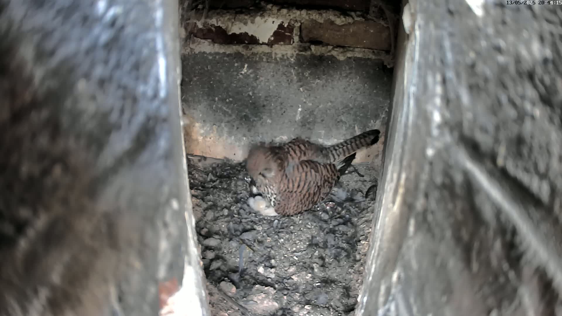 A small, brown and tan striped bird sits on a bed of dark gravel in a narrow, stone cavity.