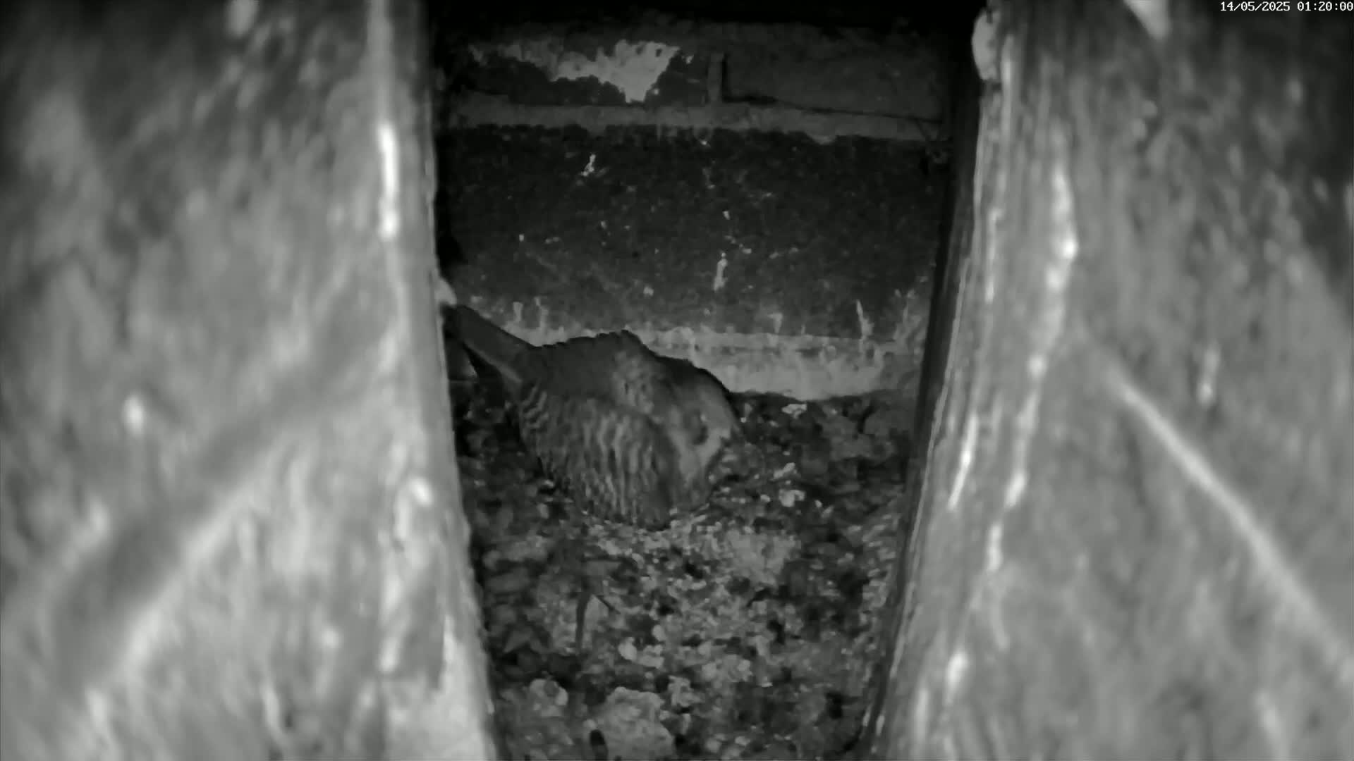 Le Havre , Faucon Crécerelle Falcons Natural Life Live Cam - Le Havre, Seine-Maritime, Normandie, France