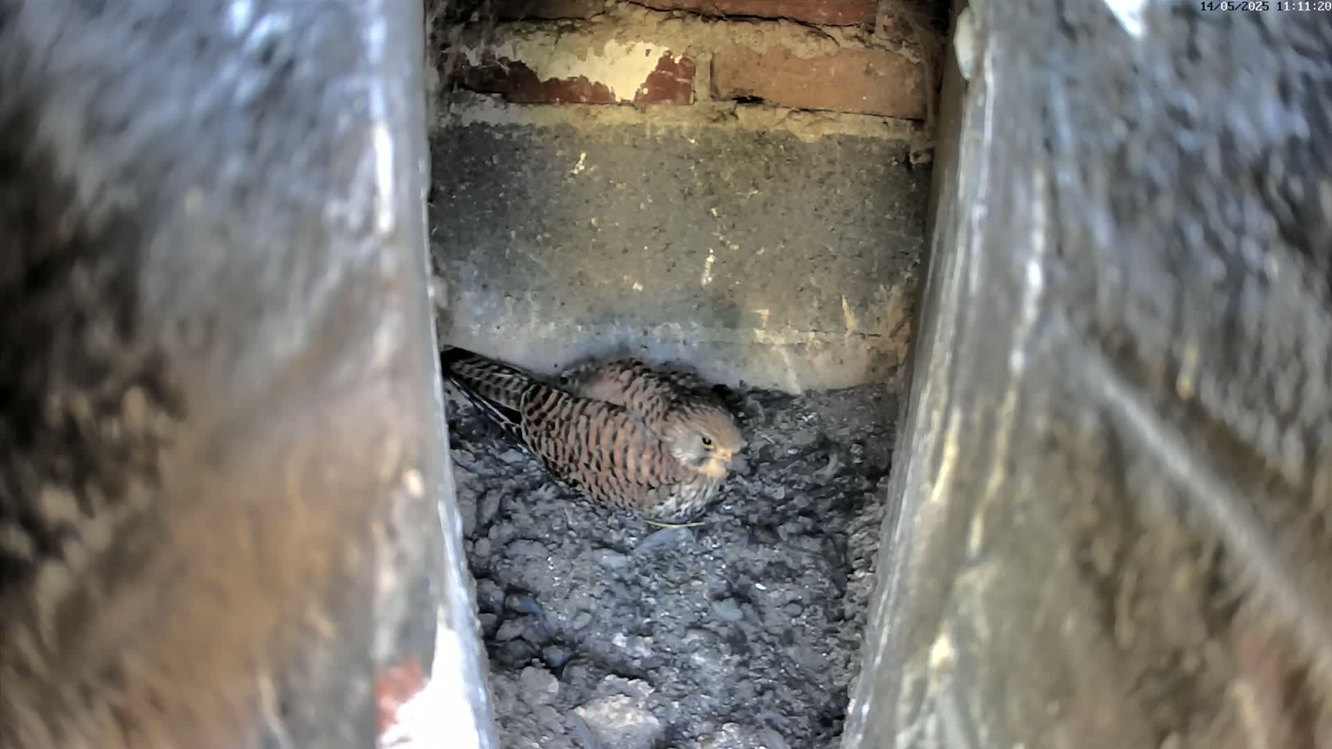 A small brown and speckled bird sits nestled in a dark crevice of a brick wall.