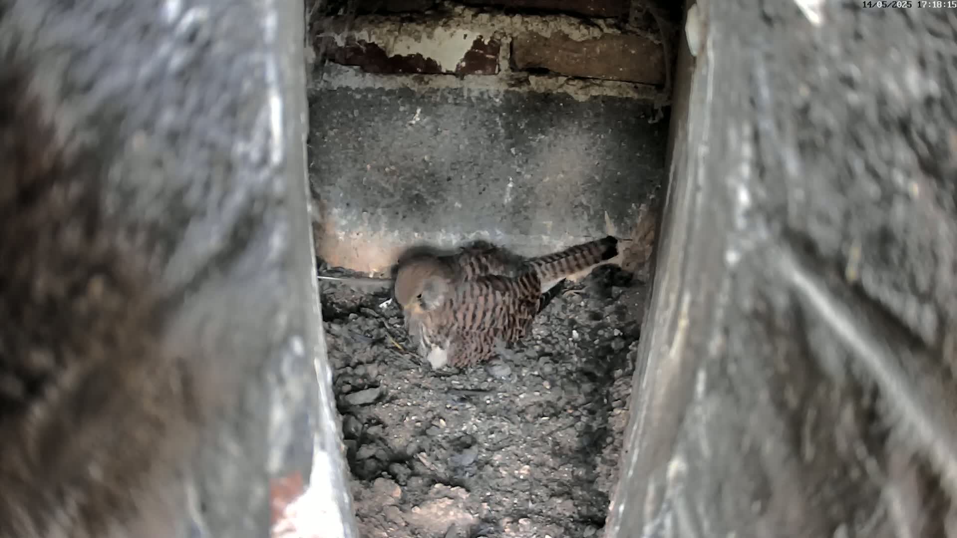 A small bird, possibly a kestrel, sits nestled in a pile of dirt within a narrow stone cavity.