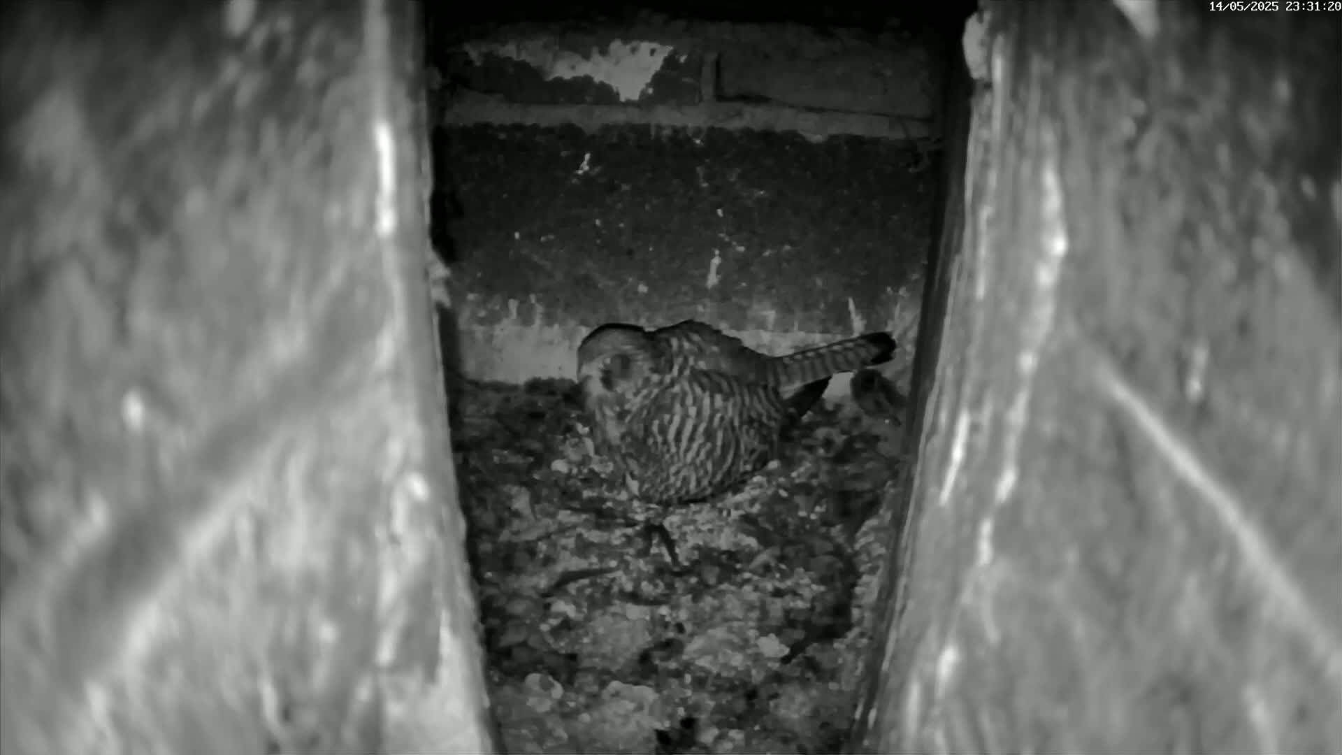 A kestrel sits in a dark, narrow cavity, nestled amongst debris.