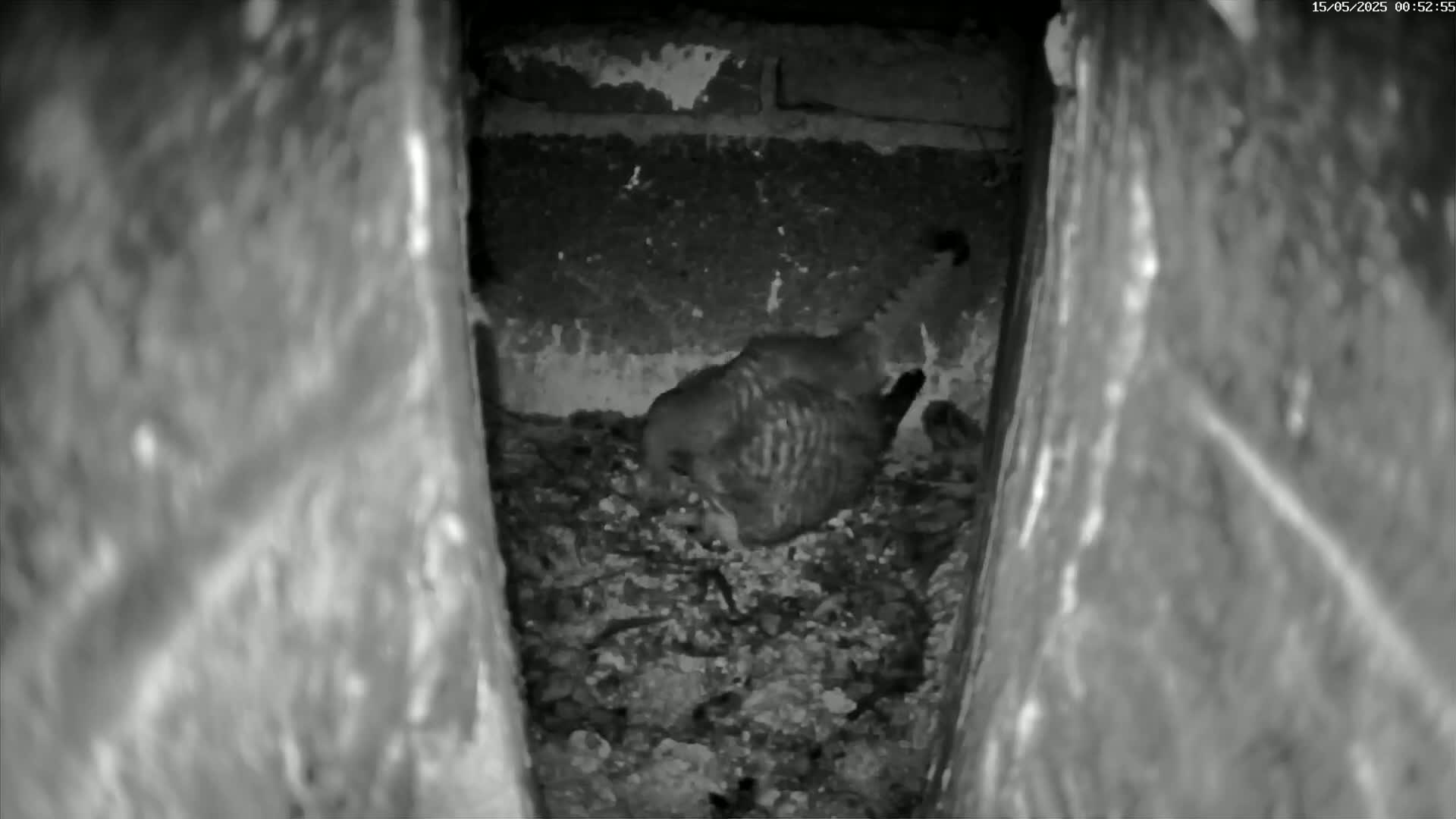 Le Havre , Faucon Crécerelle Falcons Natural Life Live Cam - Le Havre, Seine-Maritime, Normandie, France