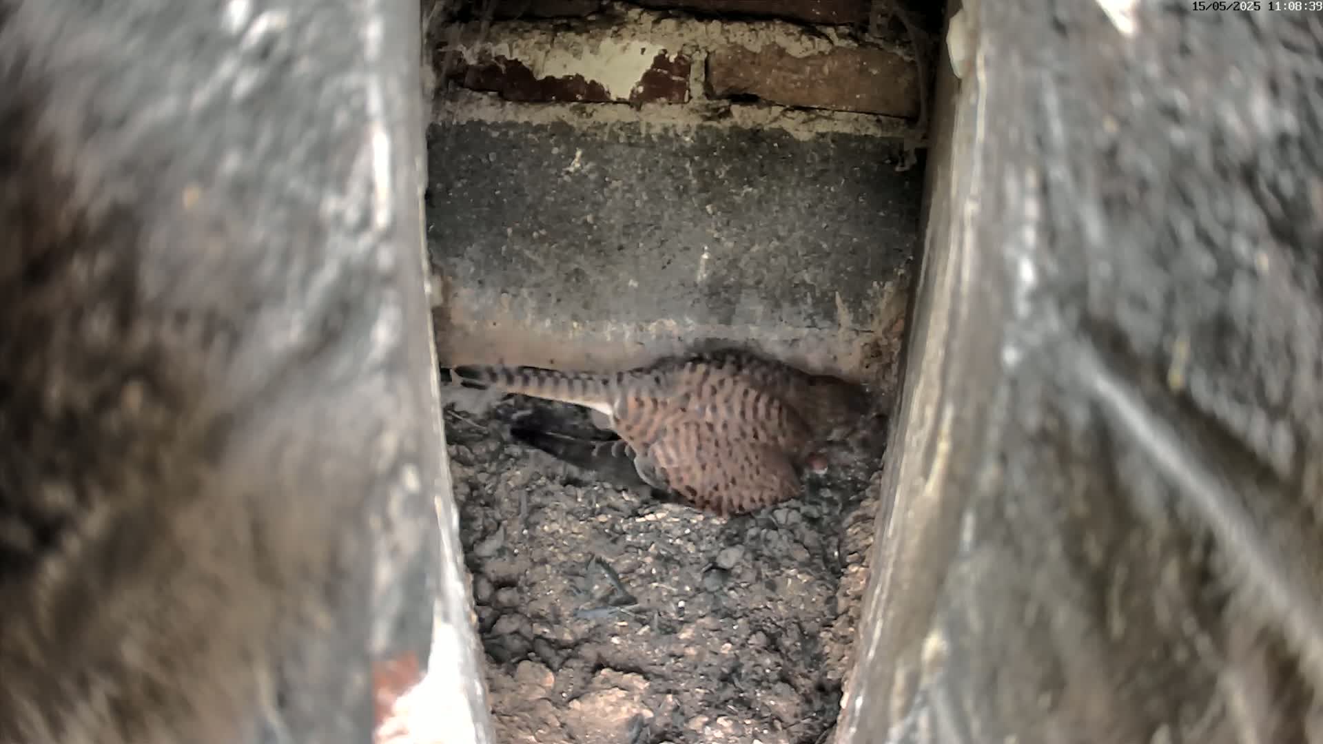 A small bird, possibly a kestrel, is nestled in a dark, dirt-filled cavity within a brick structure.