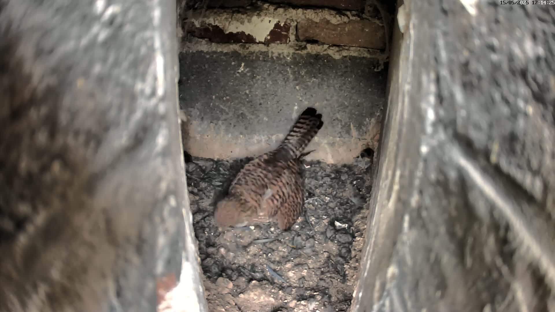 A brown and tan bird sits nestled in a dark, dirt-filled crevice of a brick structure.