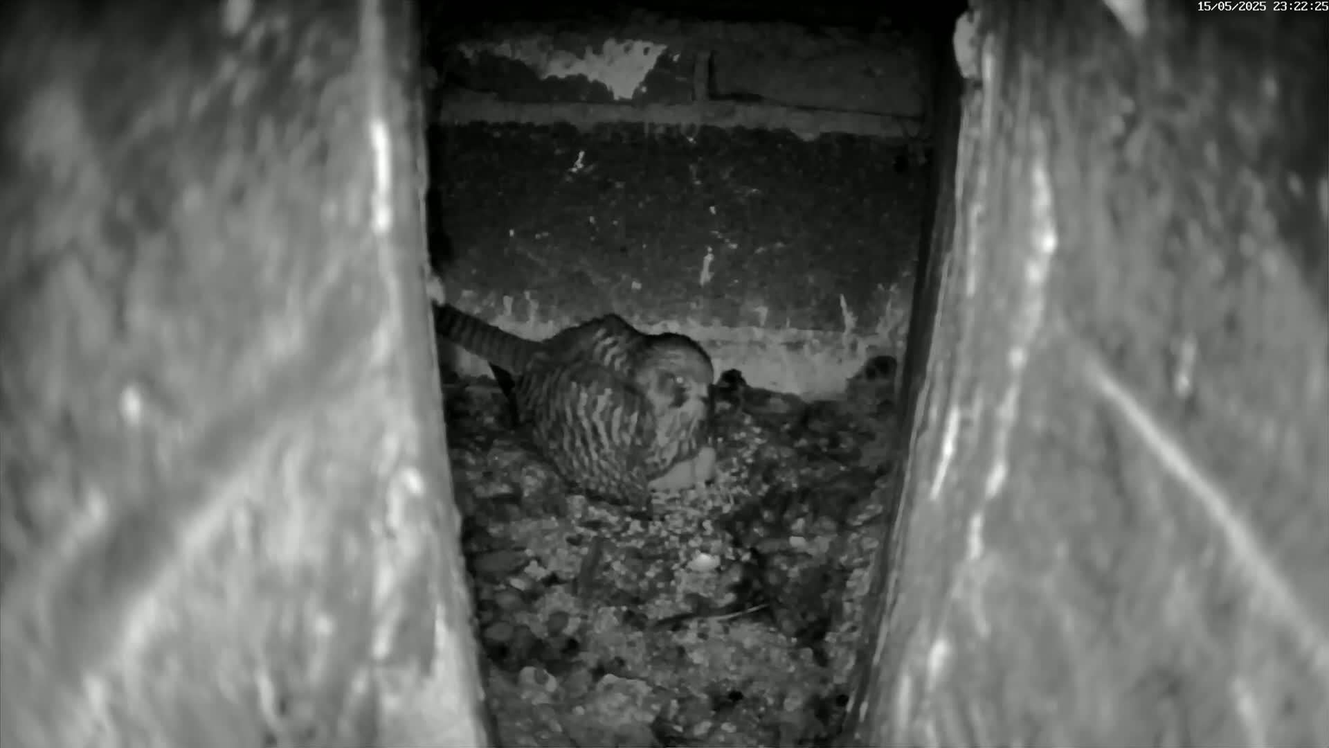 Le Havre , Faucon Crécerelle Falcons Natural Life Live Cam - Le Havre, Seine-Maritime, Normandie, France