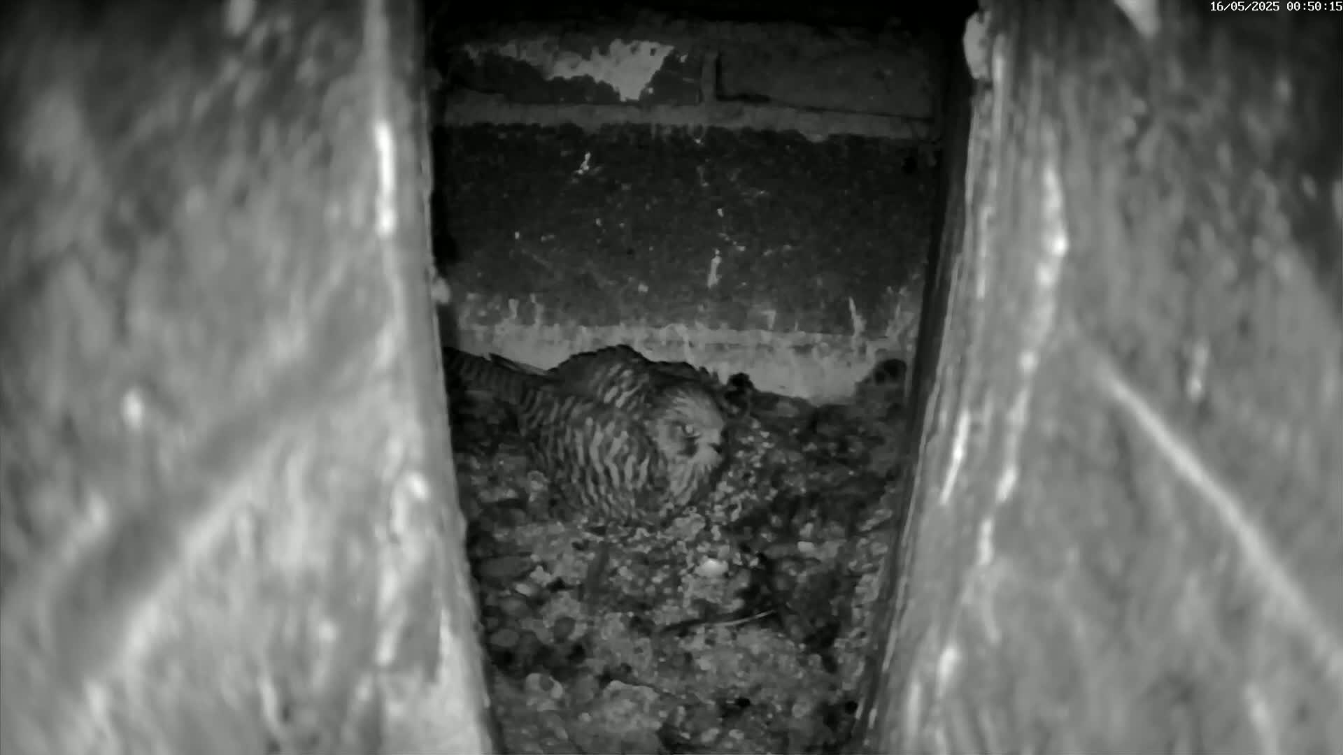 Le Havre , Faucon Crécerelle Falcons Natural Life Live Cam - Le Havre, Seine-Maritime, Normandie, France