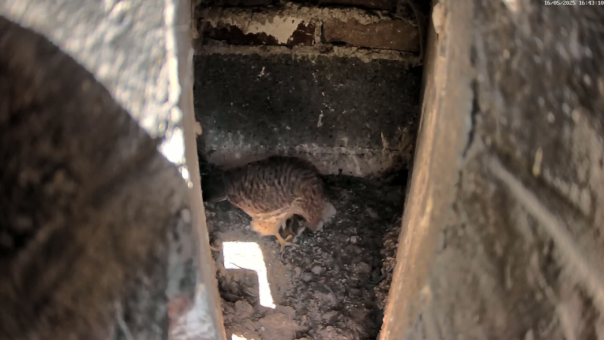 A small, brown and tan bird is nestled in a dark, dirt-filled crevice between two stone walls.