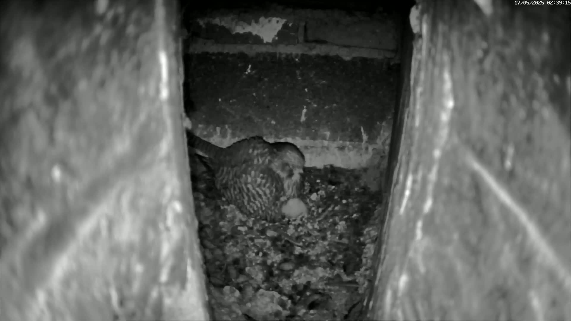 Le Havre , Faucon Crécerelle Falcons Natural Life Live Cam - Le Havre, Seine-Maritime, Normandie, France
