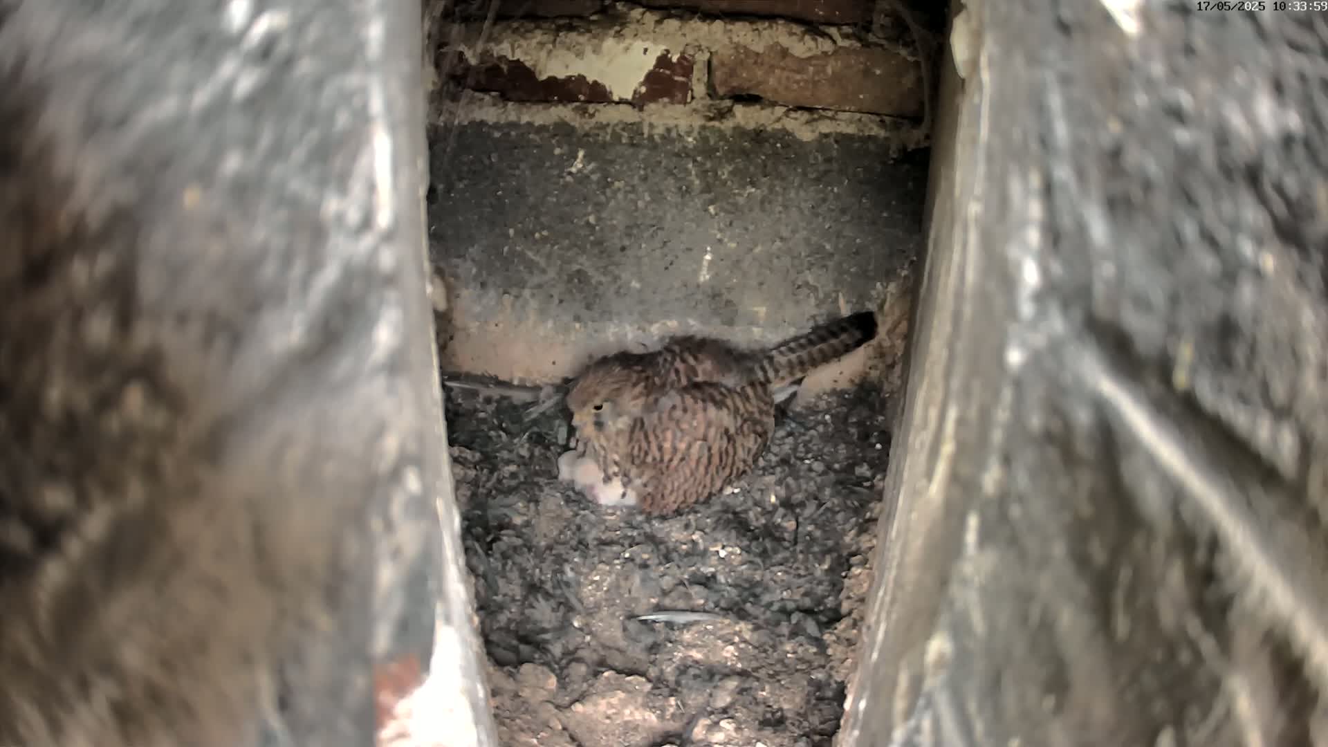 A small, brown and speckled bird sits on a nest of dark soil within a narrow, stone crevice.