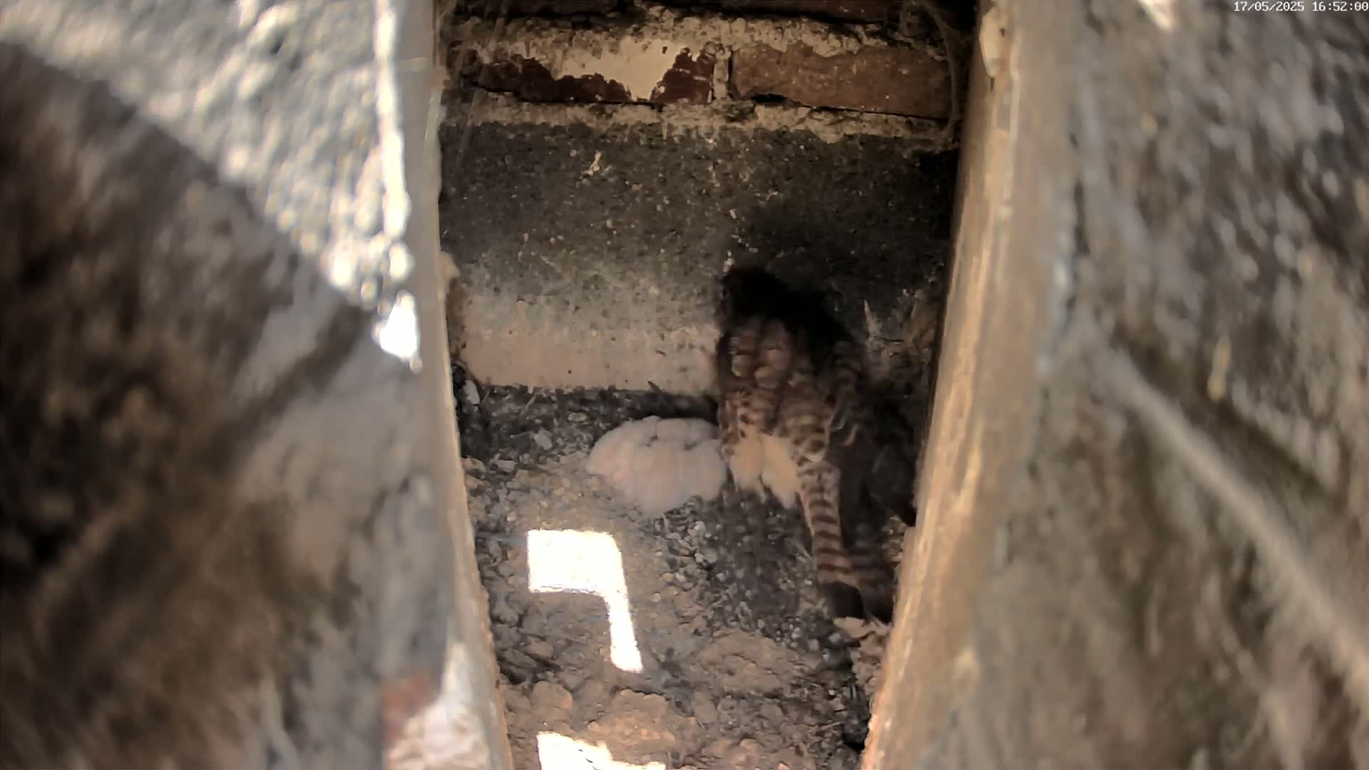A hawk sits over its young in a dark, earthen nest within a narrow brick cavity.