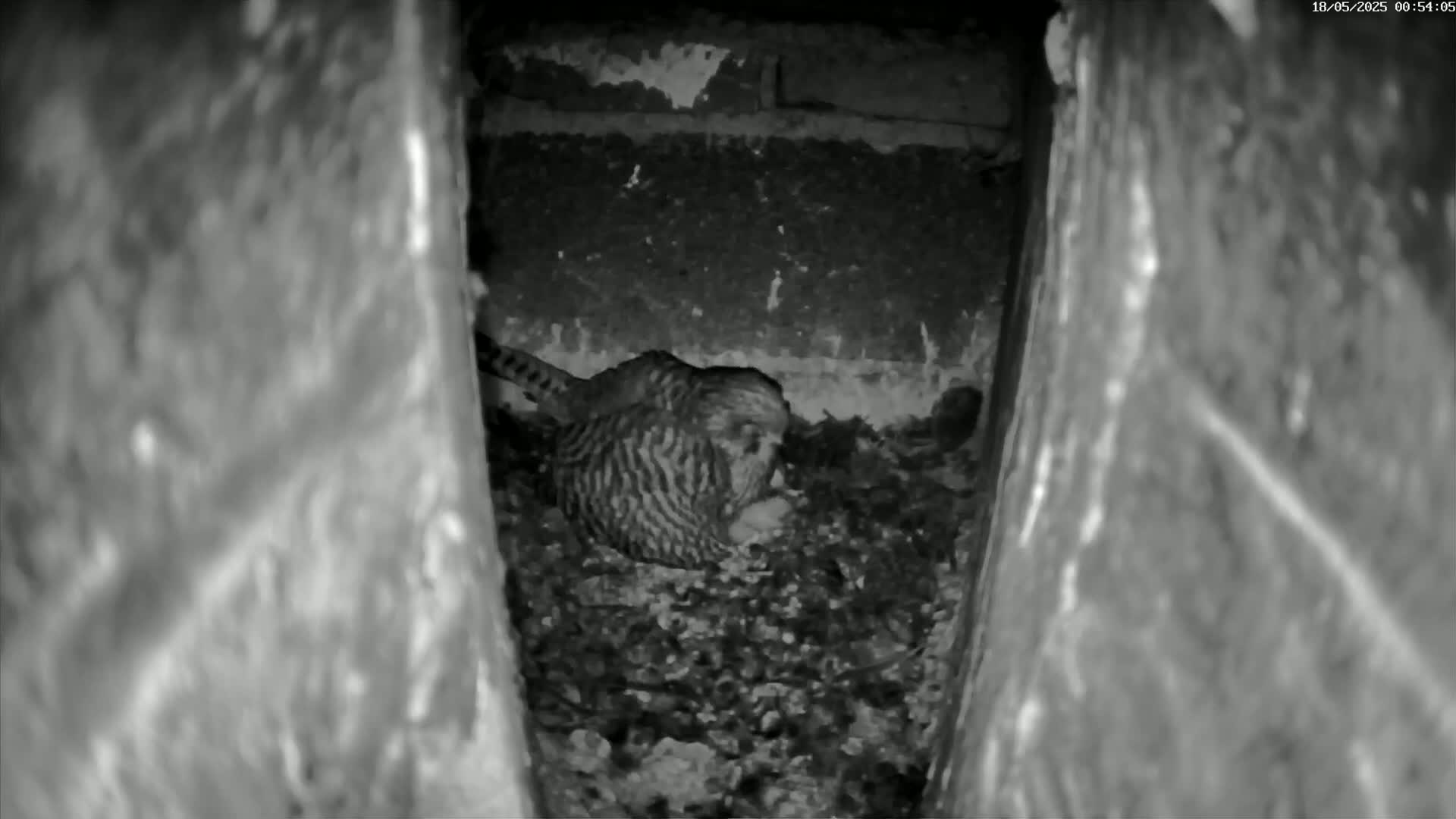A small, striped bird is nestled in a dark, confined space, possibly a nest.