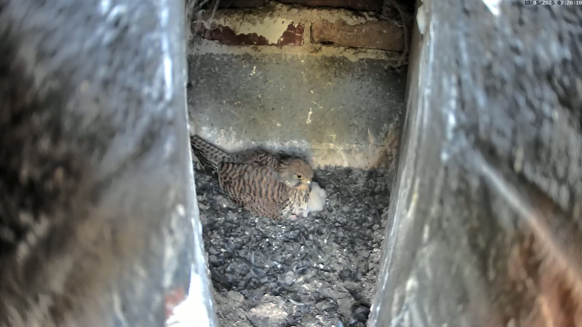 Le Havre , Faucon Crécerelle Falcons Natural Life Live Cam - Le Havre, Seine-Maritime, Normandie, France