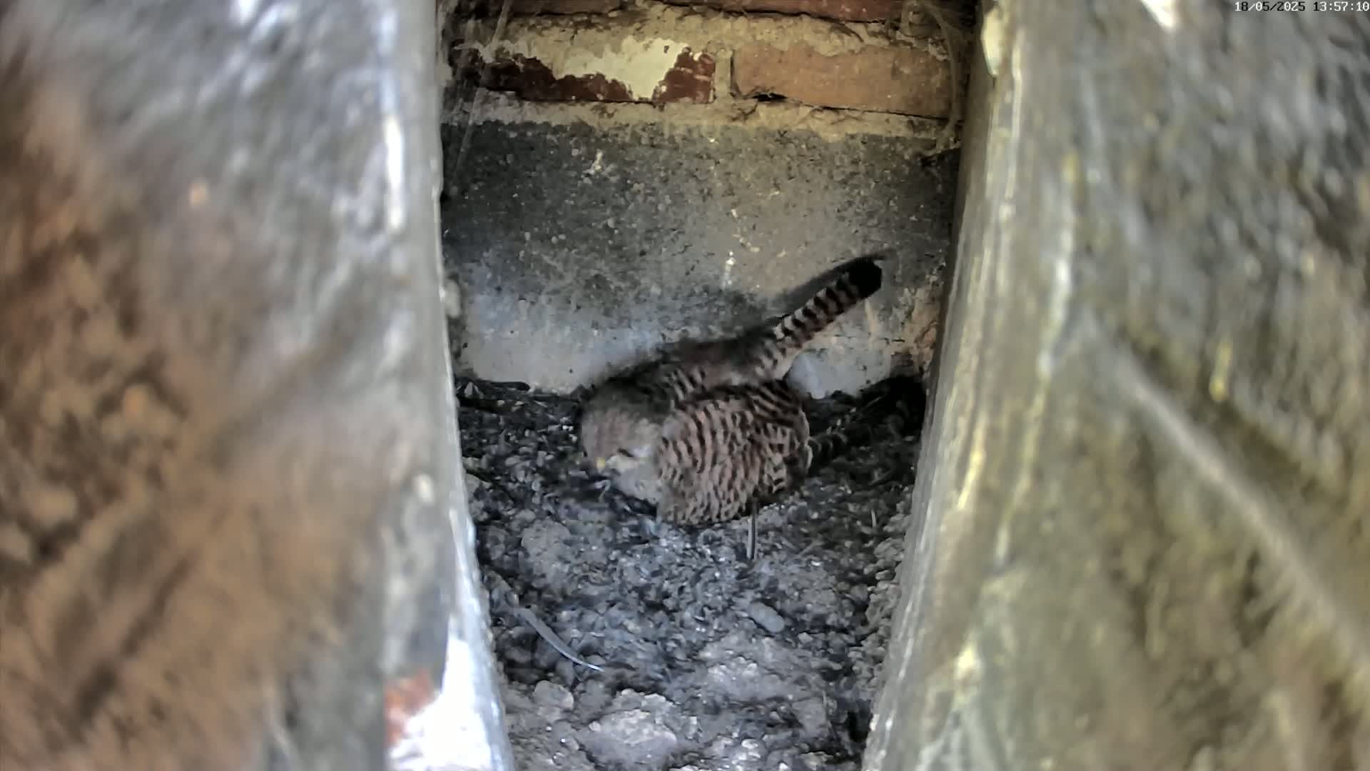 A small bird with brown and tan striped feathers sits in a dark, dirt-filled crevice within a stone structure.