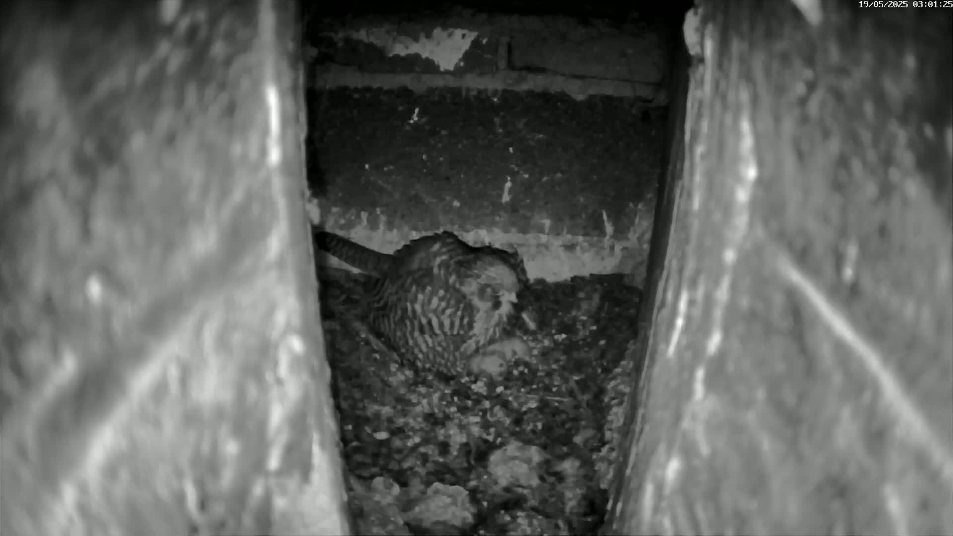 Le Havre , Faucon Crécerelle Falcons Natural Life Live Cam - Le Havre, Seine-Maritime, Normandie, France