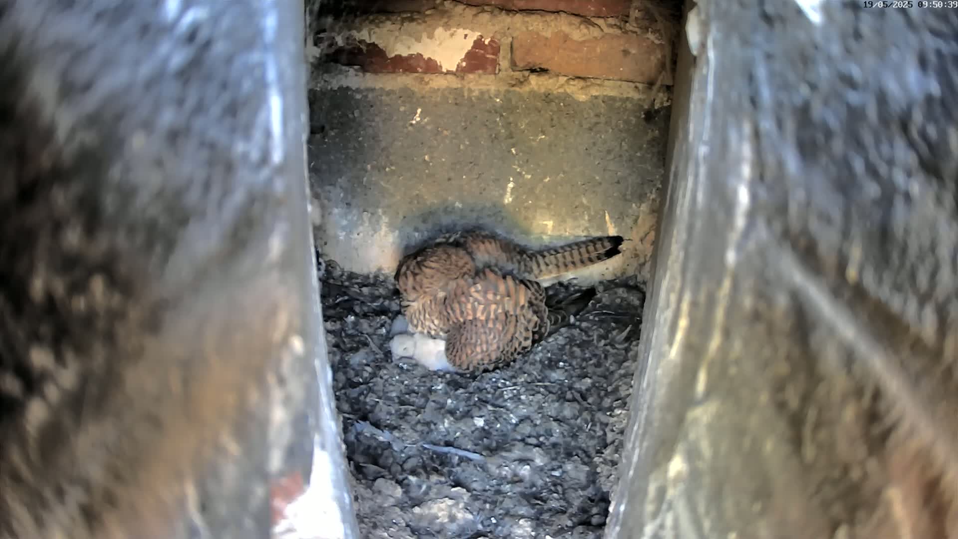 A kestrel sits on a nest of dark brown material in a stone alcove.