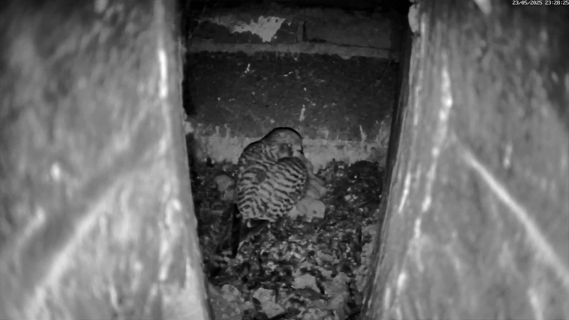Le Havre , Faucon Crécerelle Falcons Natural Life Live Cam - Le Havre, Seine-Maritime, Normandie, France