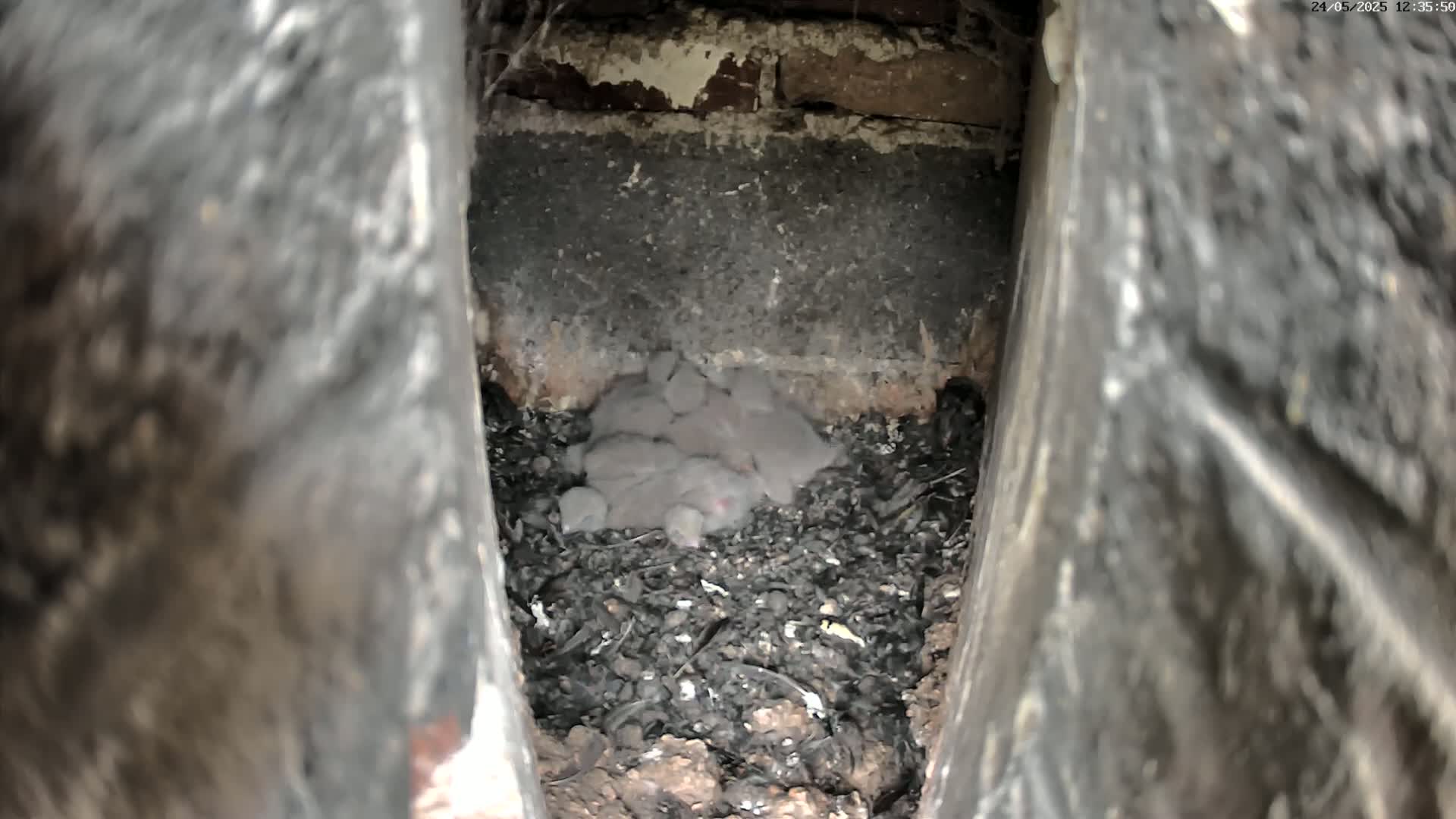 A cluster of small, gray animals huddle together in a dark, earthy nest within a narrow, enclosed space.