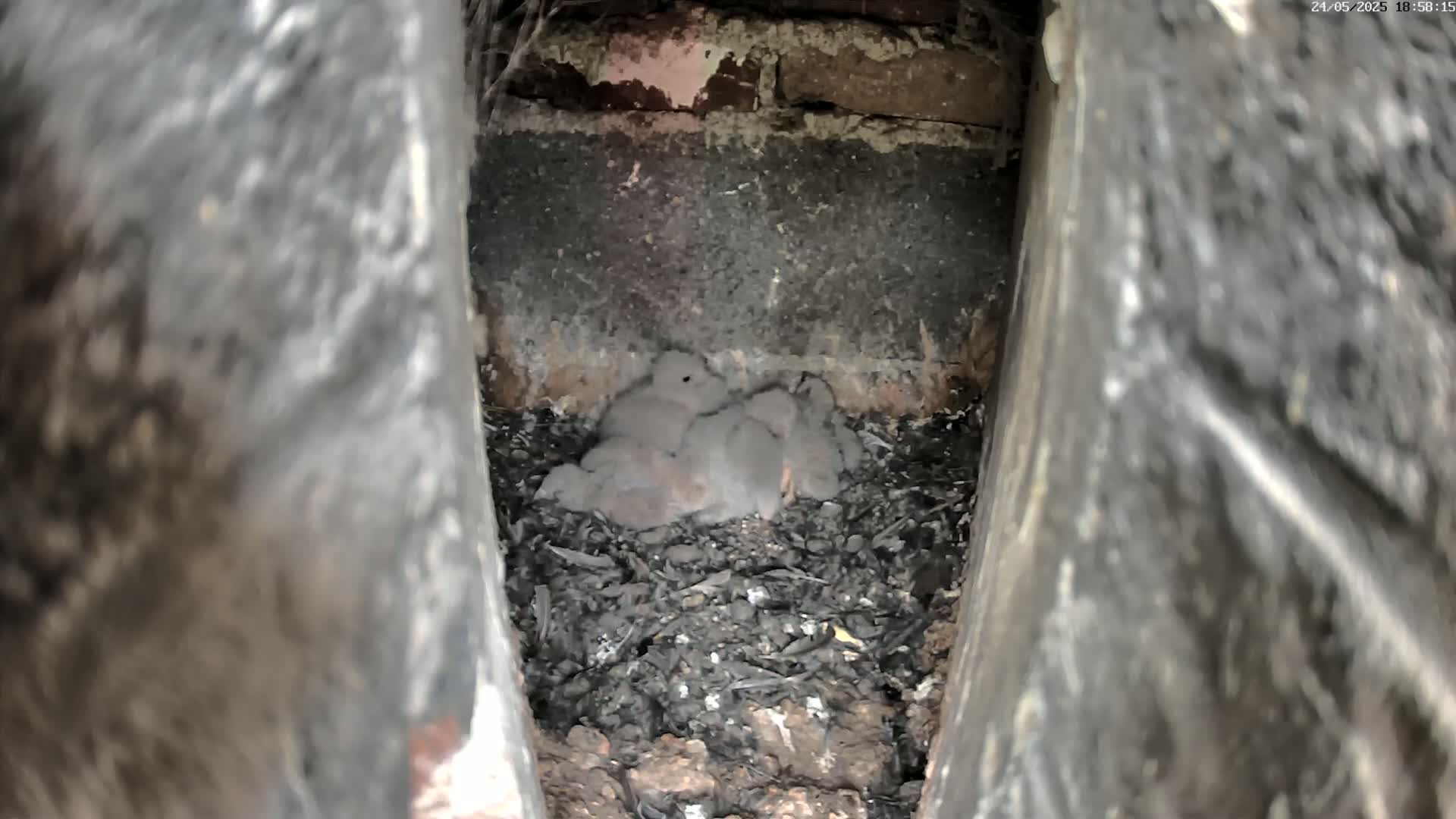 A cluster of gray baby birds rests in a nest made of dark material within a narrow, brick-lined cavity.