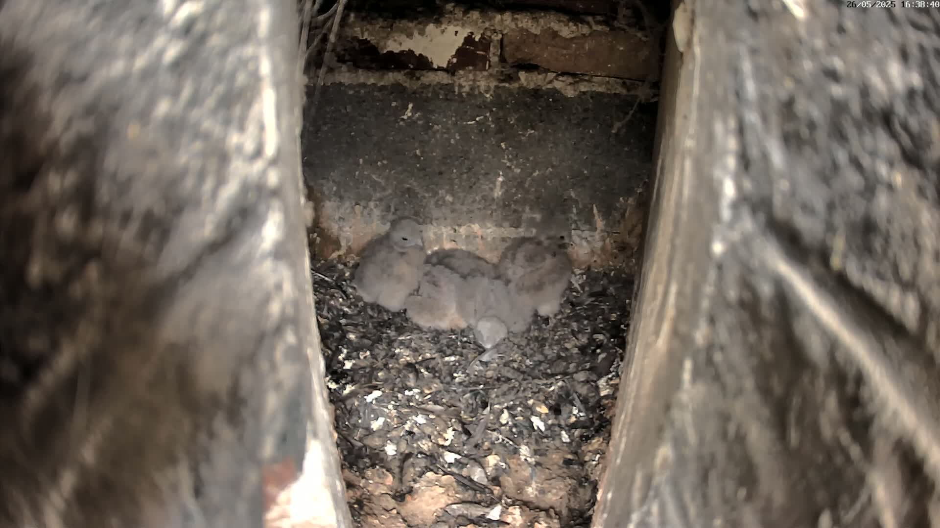 Three gray baby birds huddle together in a nest made of dark brown mulch inside a narrow crevice of a brick wall.