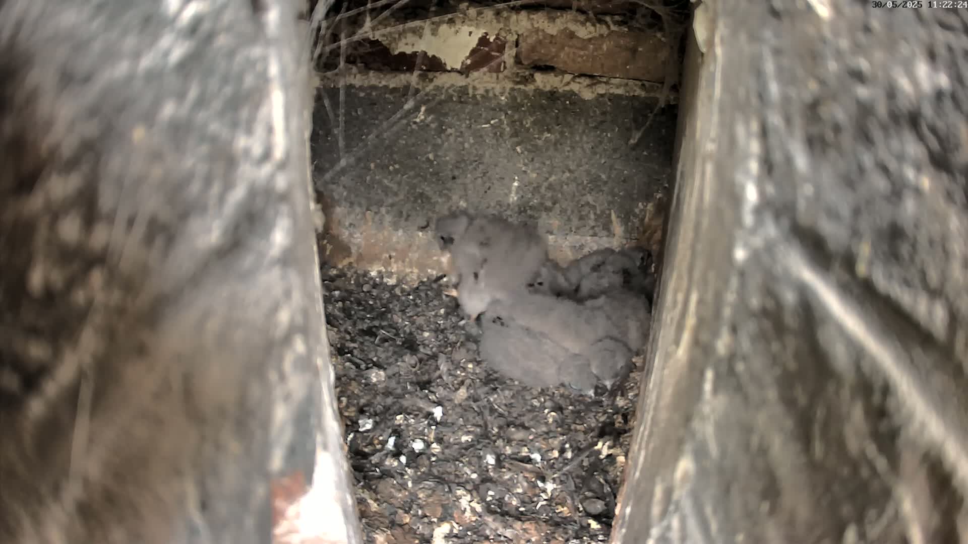 A group of gray fledglings huddle together in a dark, debris-filled crevice.