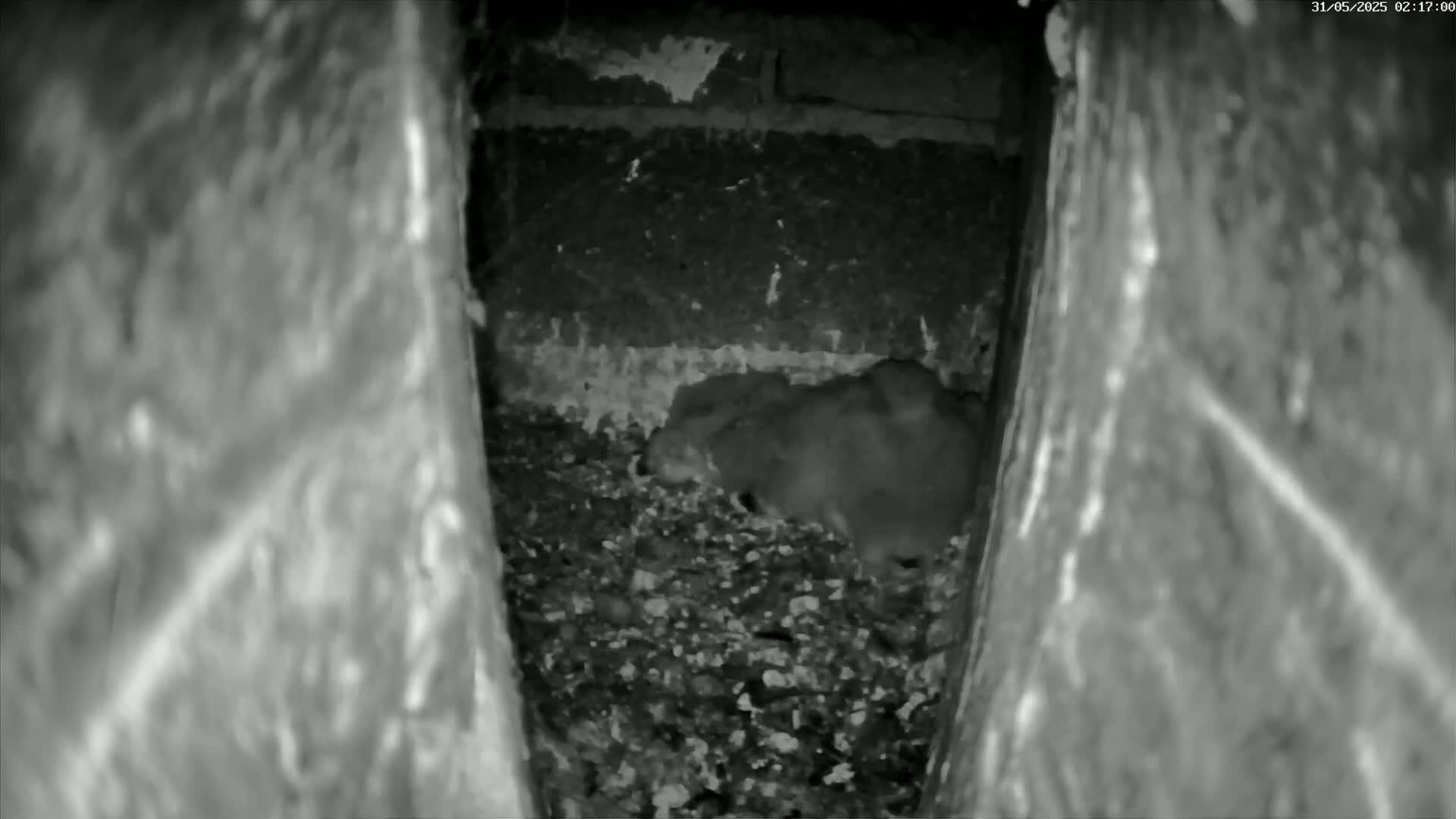 A nighttime infrared image shows two small animals nestled together in a dark, debris-filled cavity between two brick walls.
