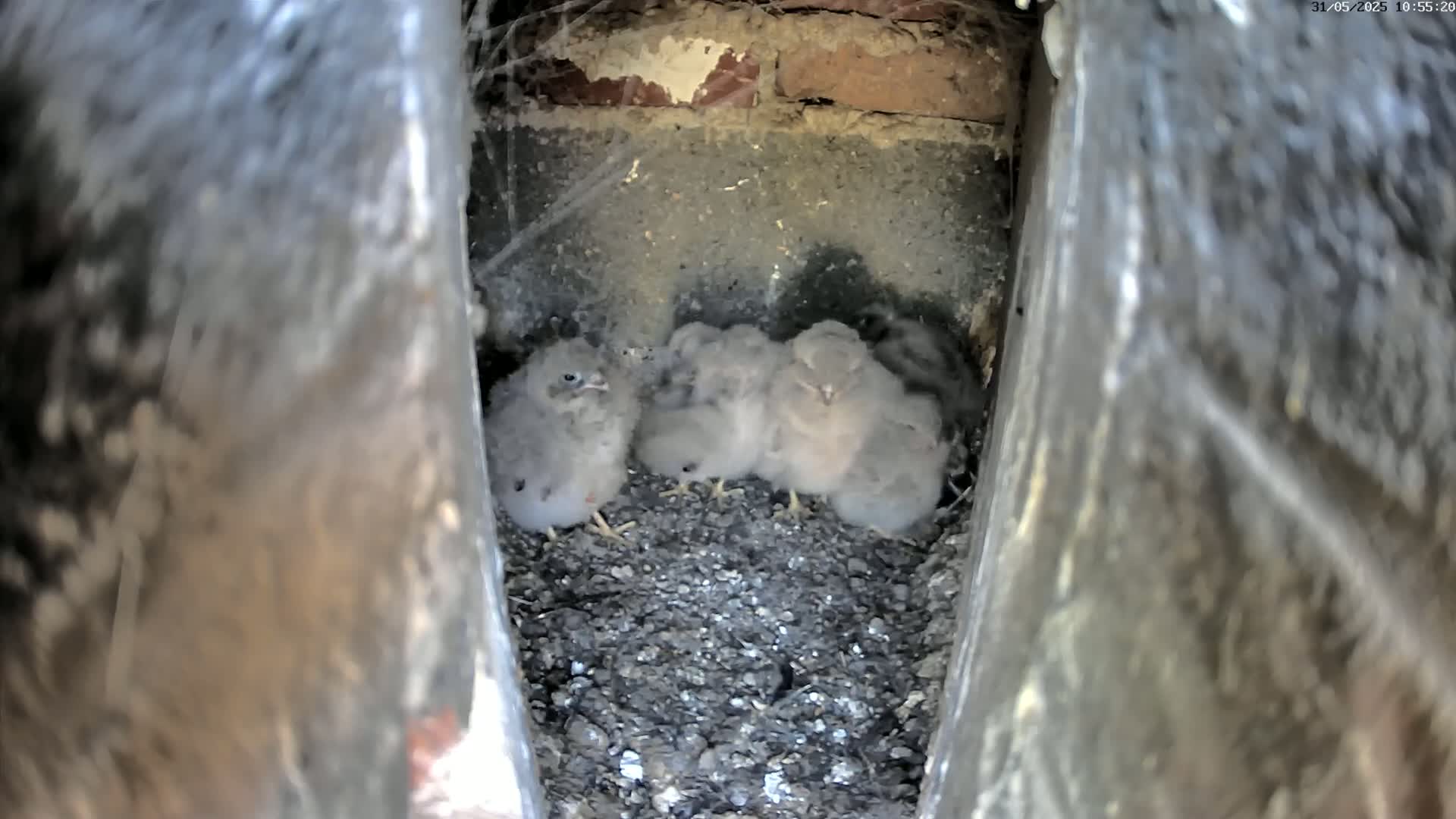 Several grey fluffy baby birds huddle together in a dark, narrow crevice.