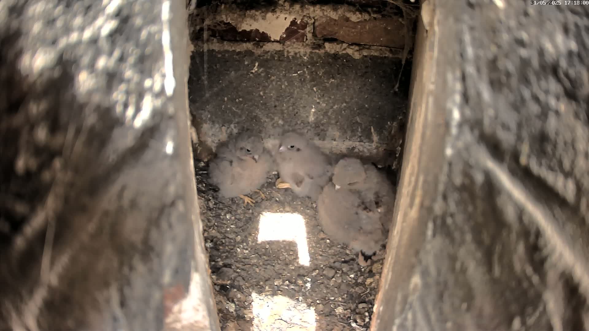 Three gray baby birds huddle together in a dark, earthen nest within a narrow, stone cavity.