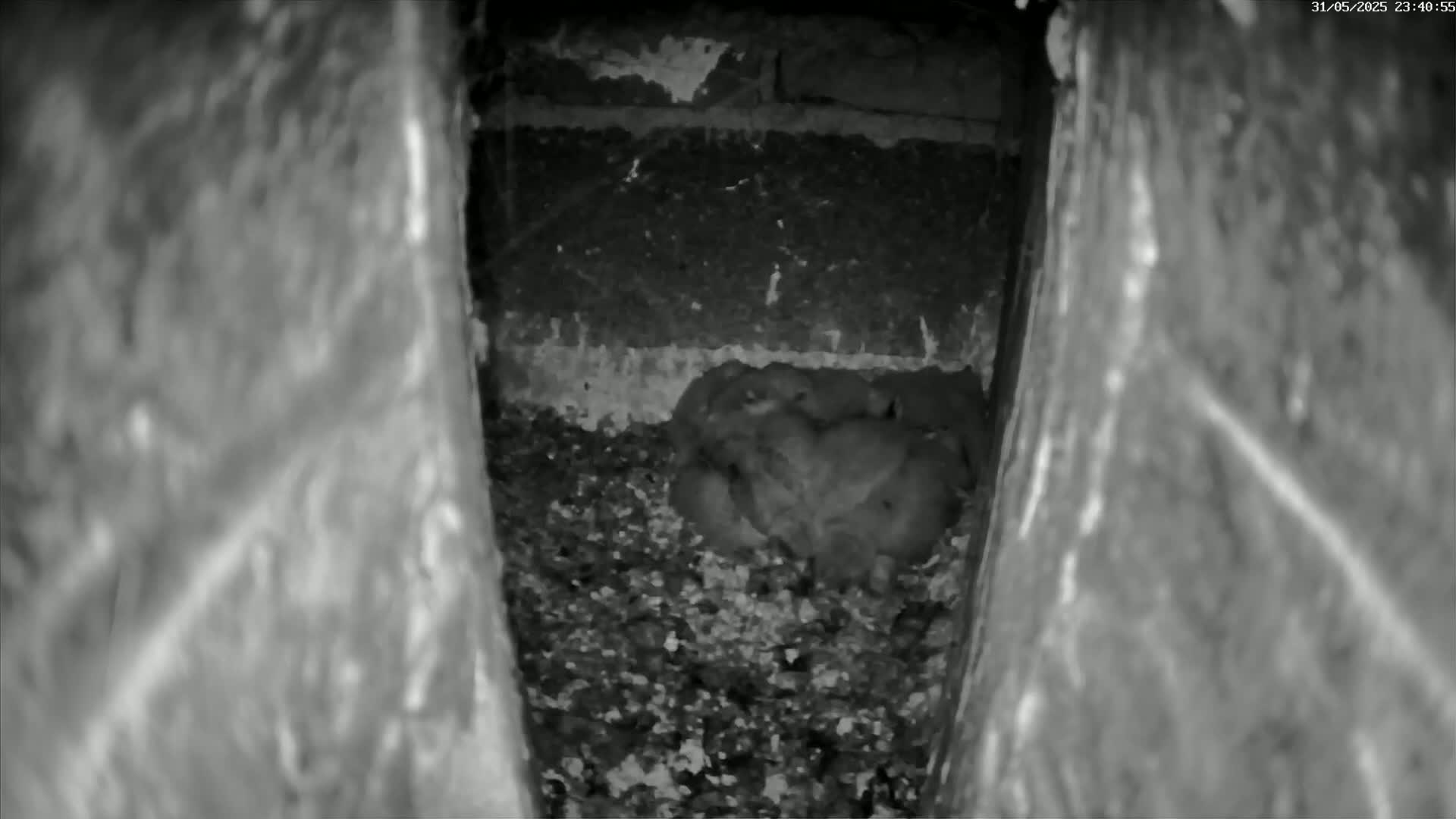 Le Havre , Faucon Crécerelle Falcons Natural Life Live Cam - Le Havre, Seine-Maritime, Normandie, France