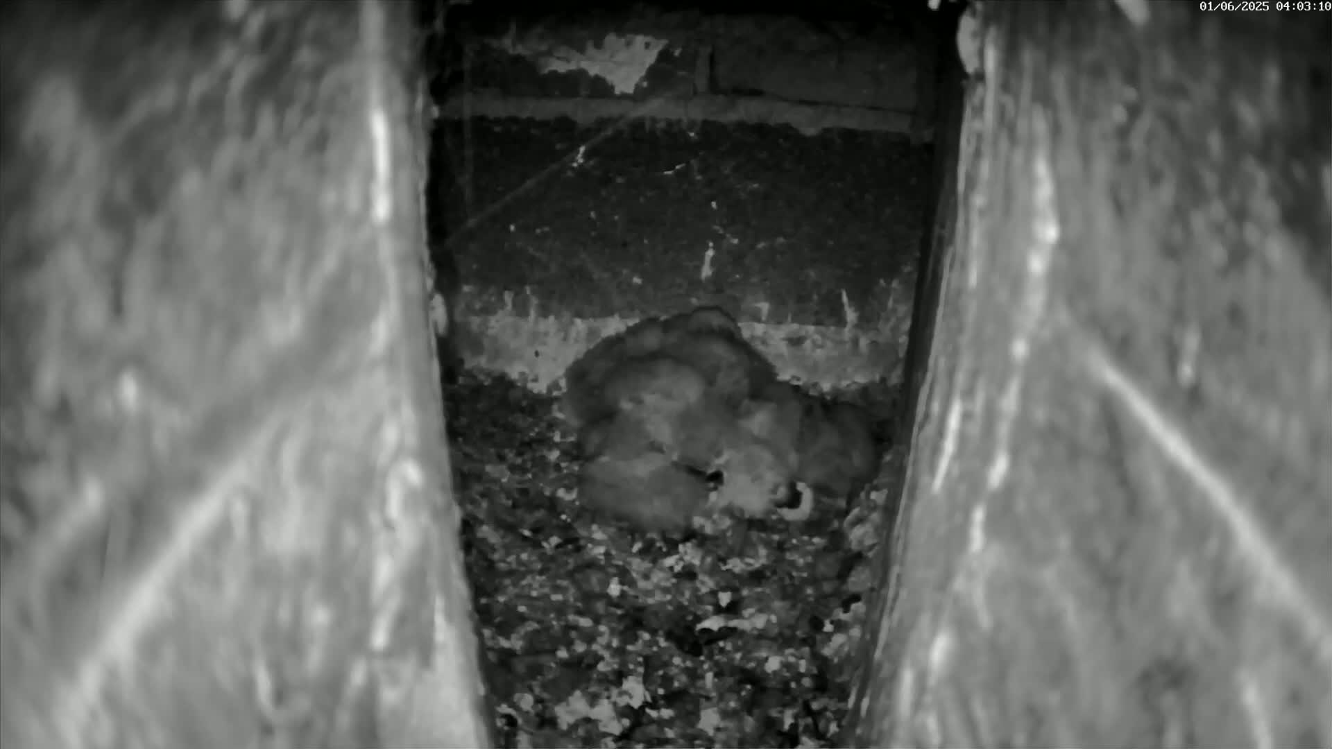 Le Havre , Faucon Crécerelle Falcons Natural Life Live Cam - Le Havre, Seine-Maritime, Normandie, France
